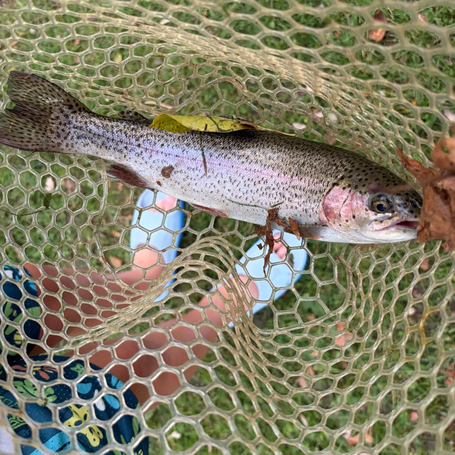 Fish caught on Fishbrain