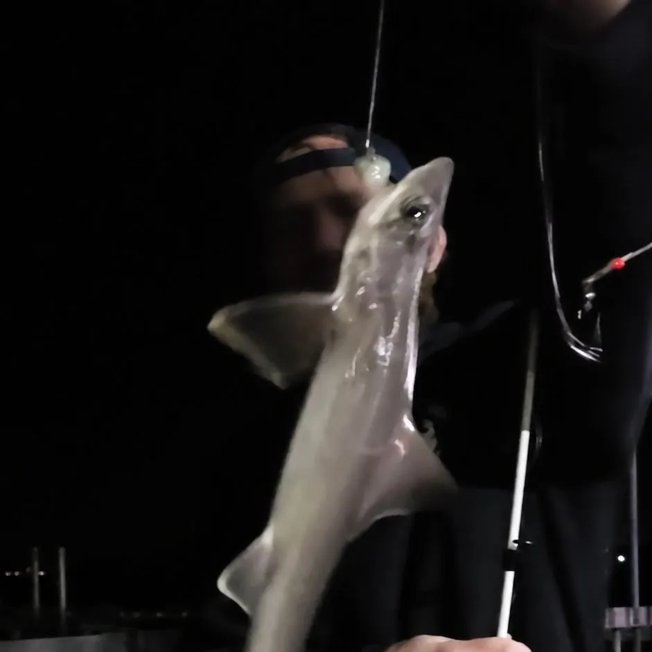 Dusky smooth-hound caught on Fishbrain