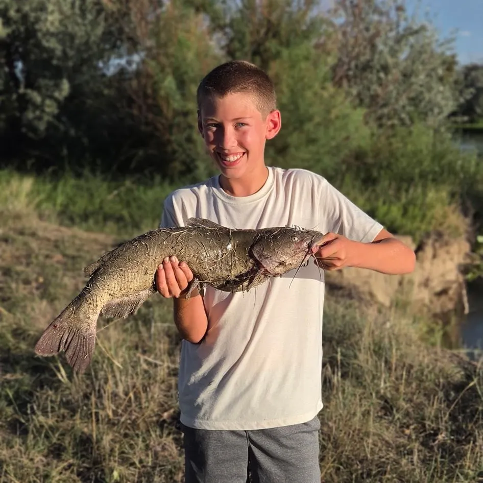 Flathead catfish caught on Fishbrain