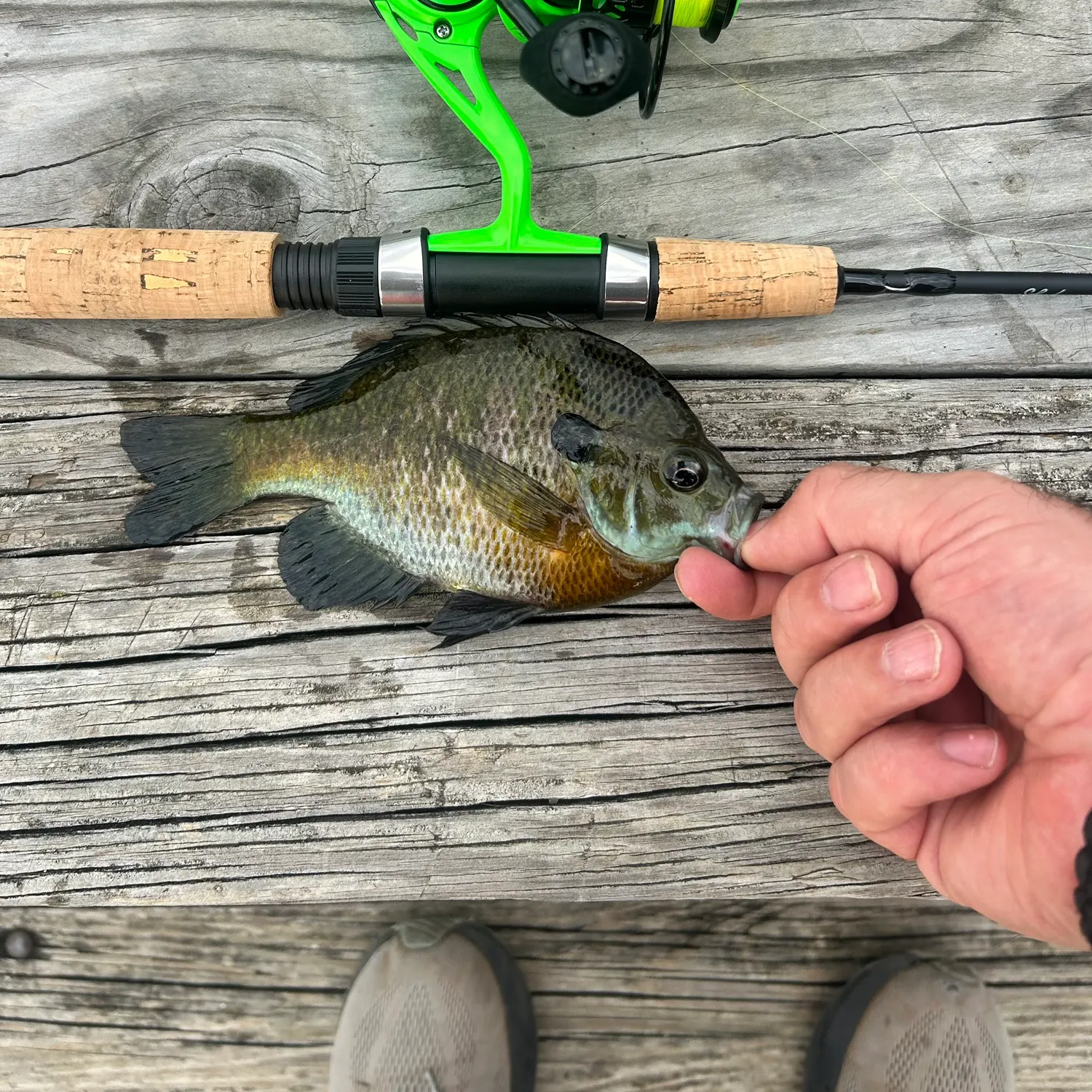recently logged catches