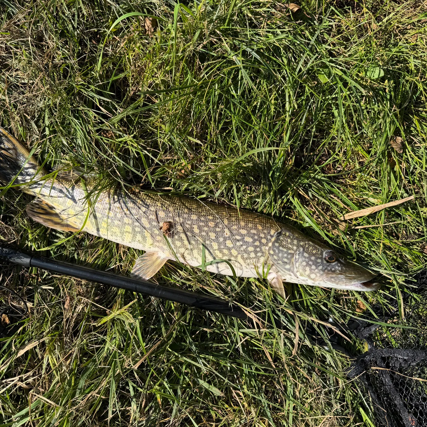 Northern pike caught on Fishbrain