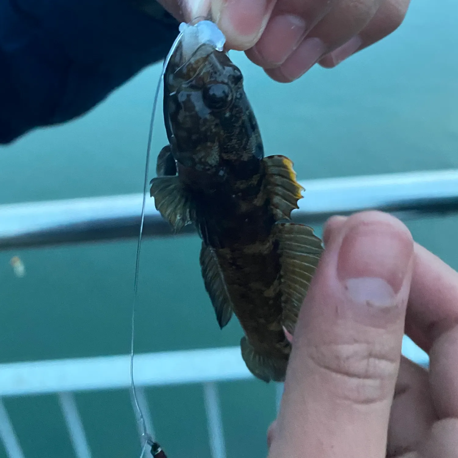 The most recent Black goby catches on Fishbrain