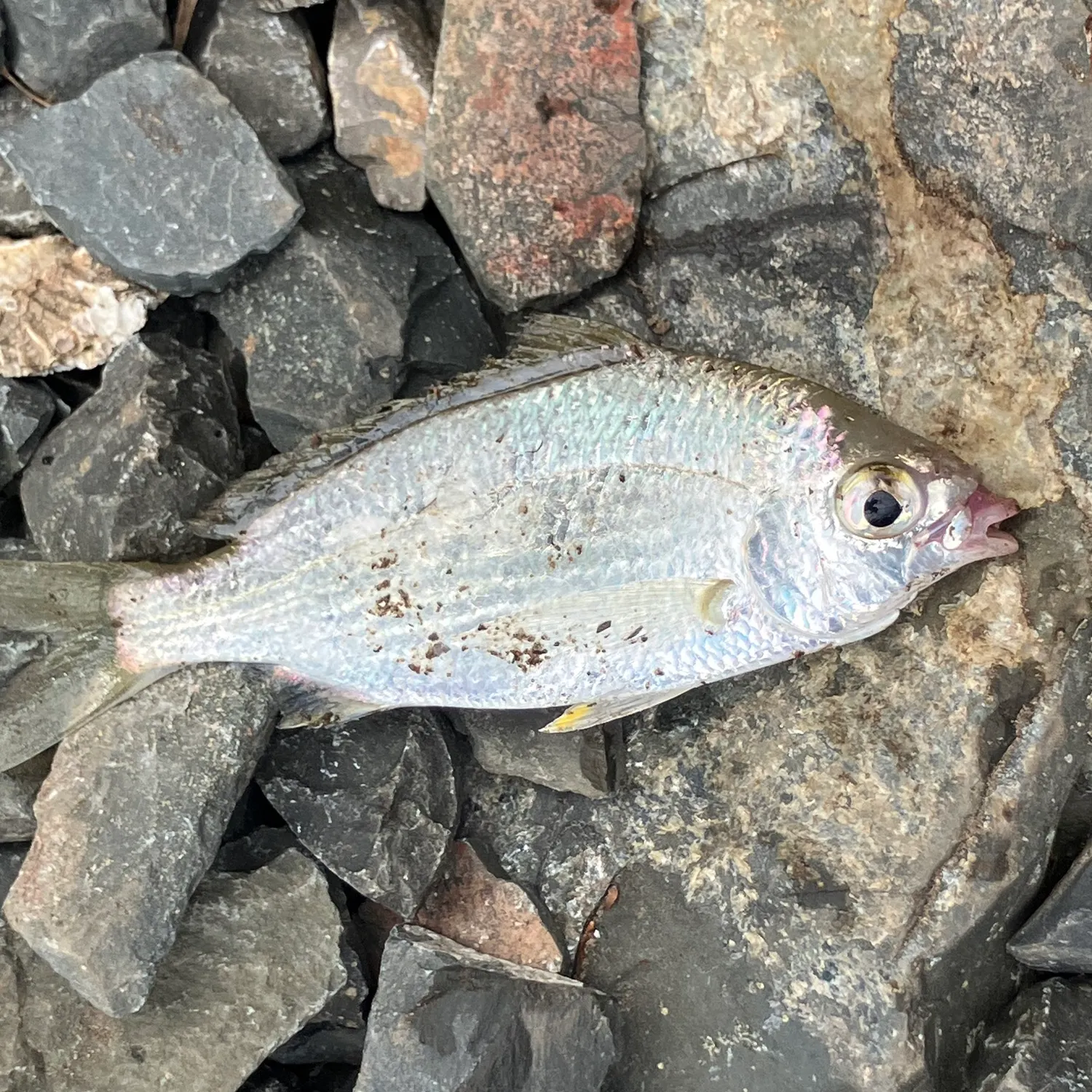 The most popular recent Whipfin silver-biddy catch on Fishbrain