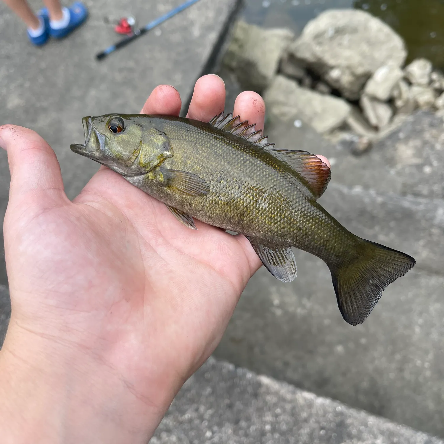 Smallmouth bass caught on Fishbrain