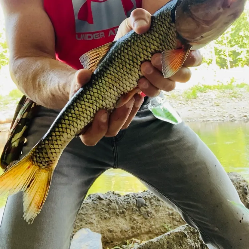 The most recent Redspot chub catches on Fishbrain