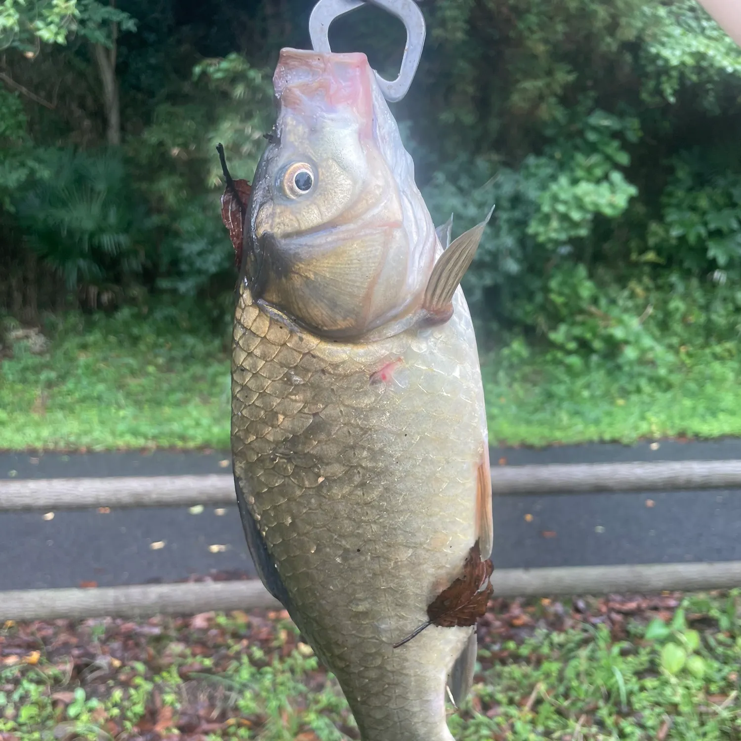 The most recent Japanese white crucian carp catches on Fishbrain