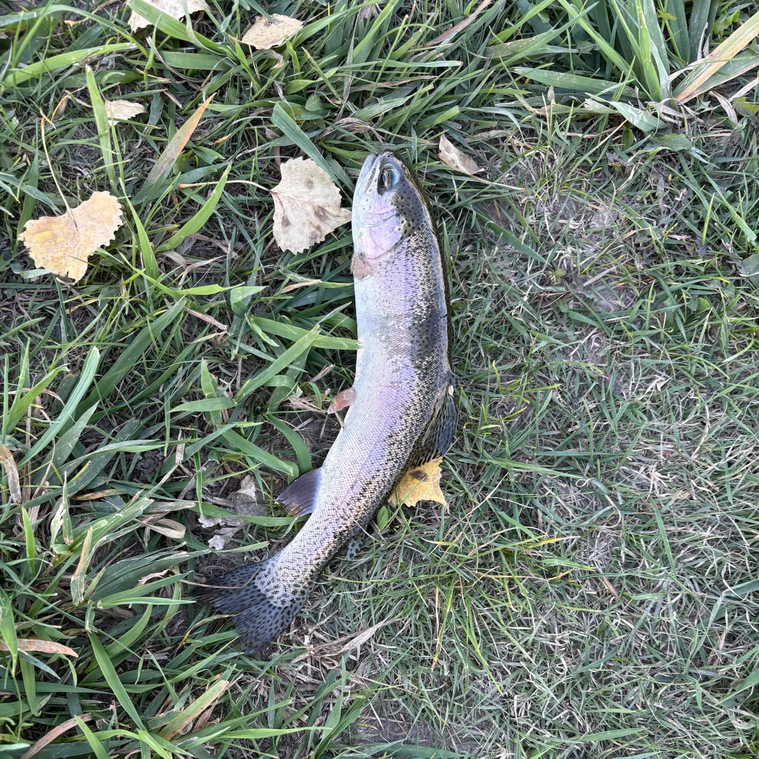 Rainbow trout caught on Fishbrain