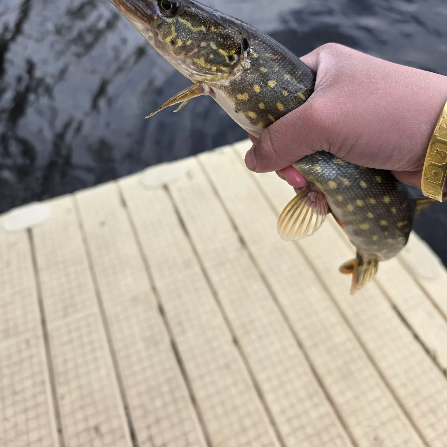 The most recent Northern pike catches on Fishbrain