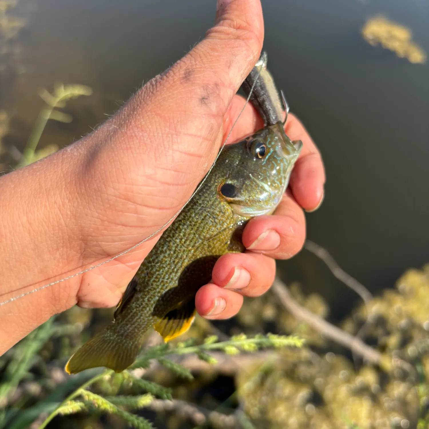 Green sunfish caught on Fishbrain