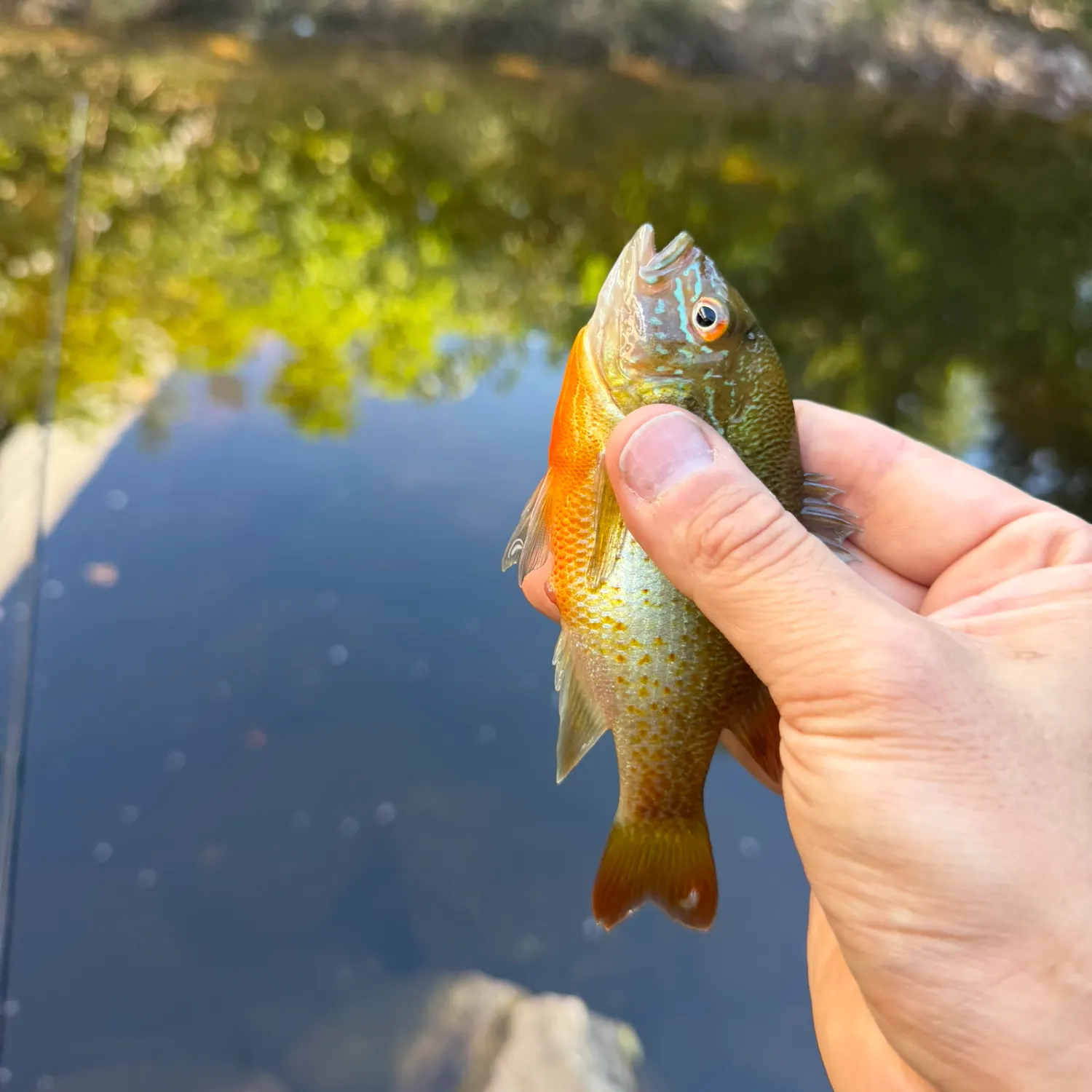 Redbreast sunfish caught on Fishbrain