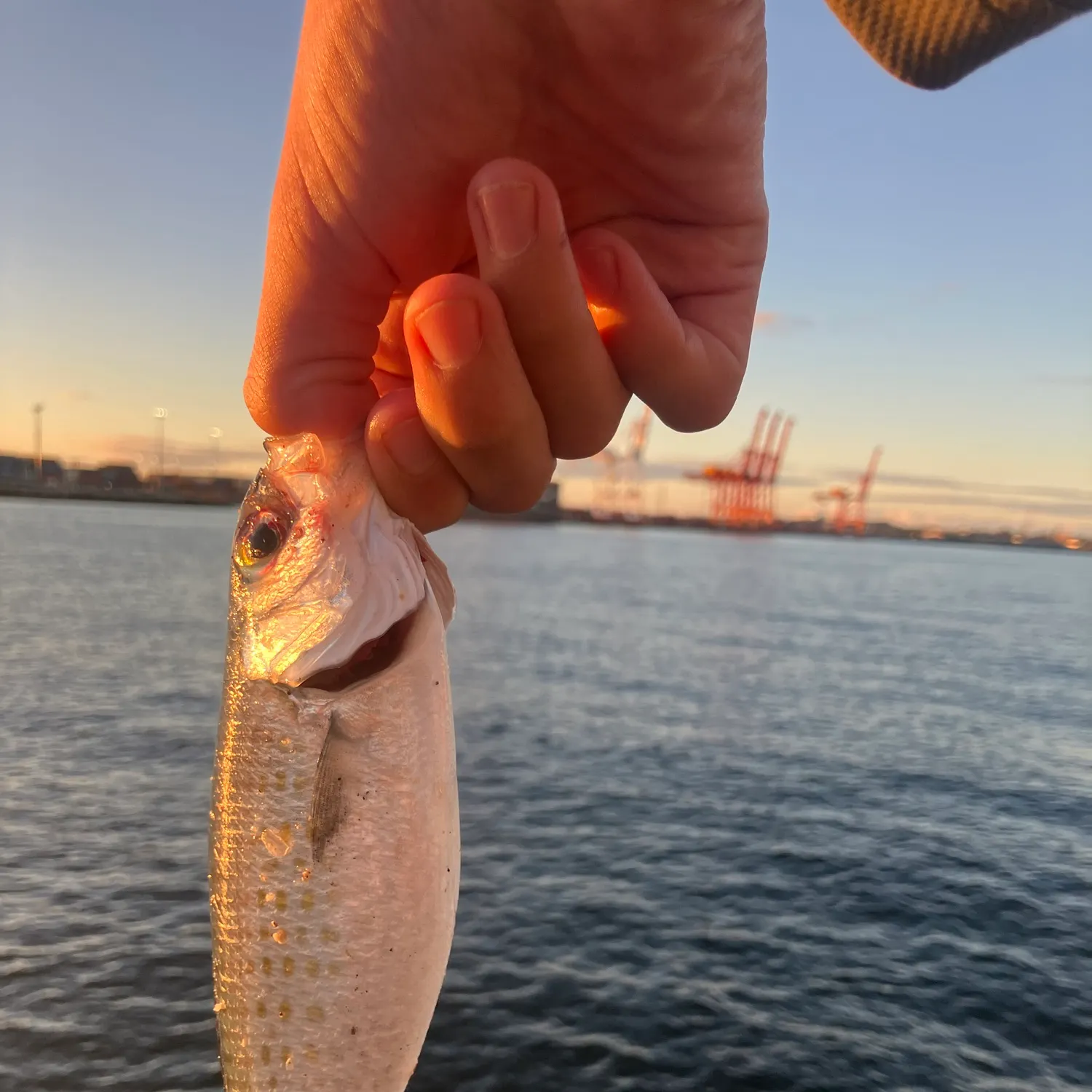 The most recent Australian ruff catches on Fishbrain