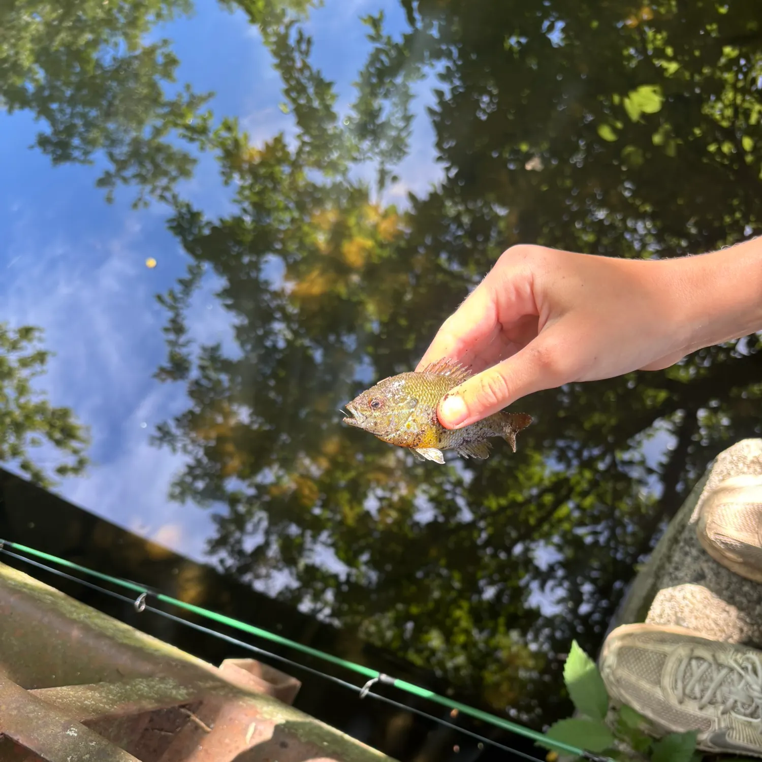 Redbreast sunfish caught on Fishbrain