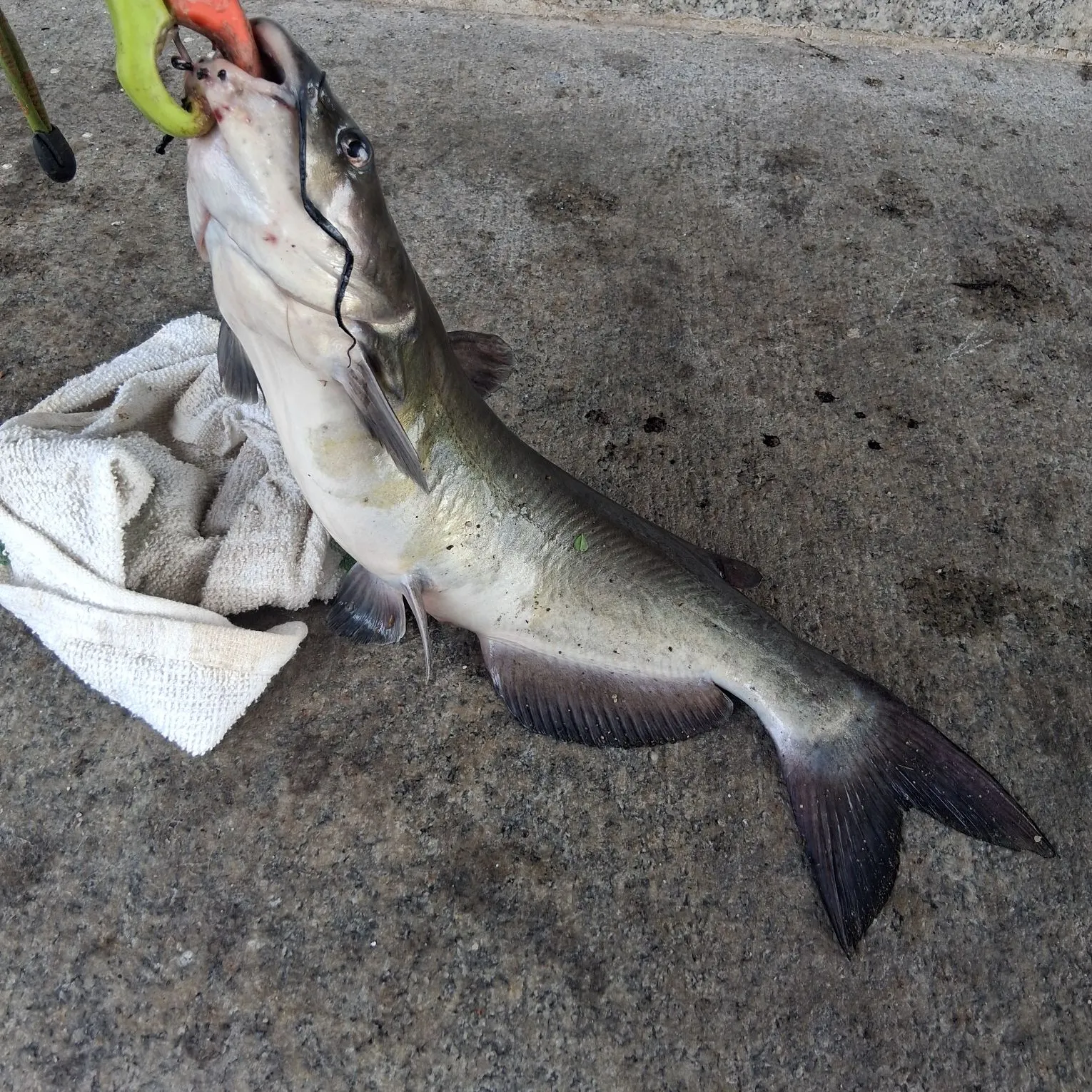catch