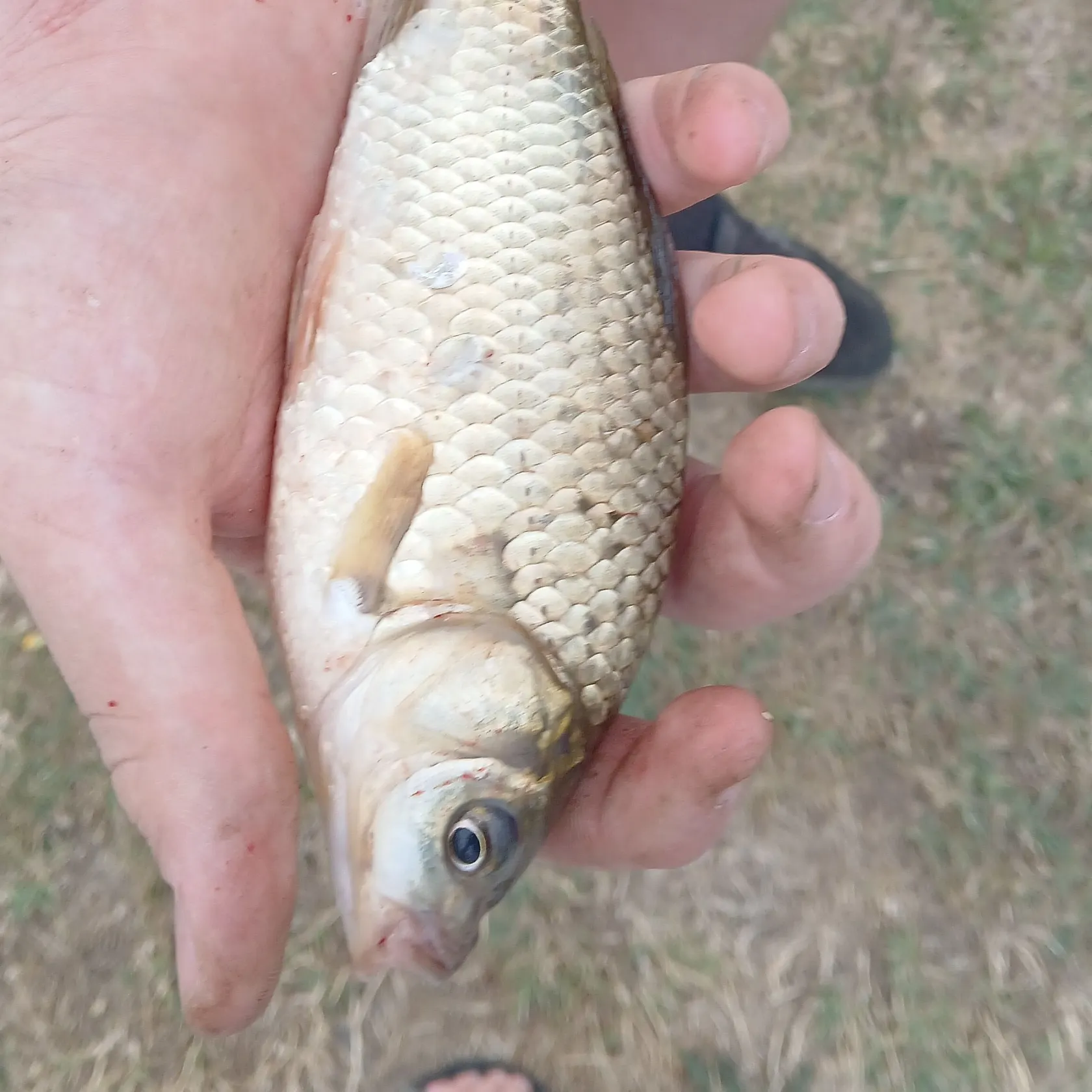 Common rudd caught on Fishbrain