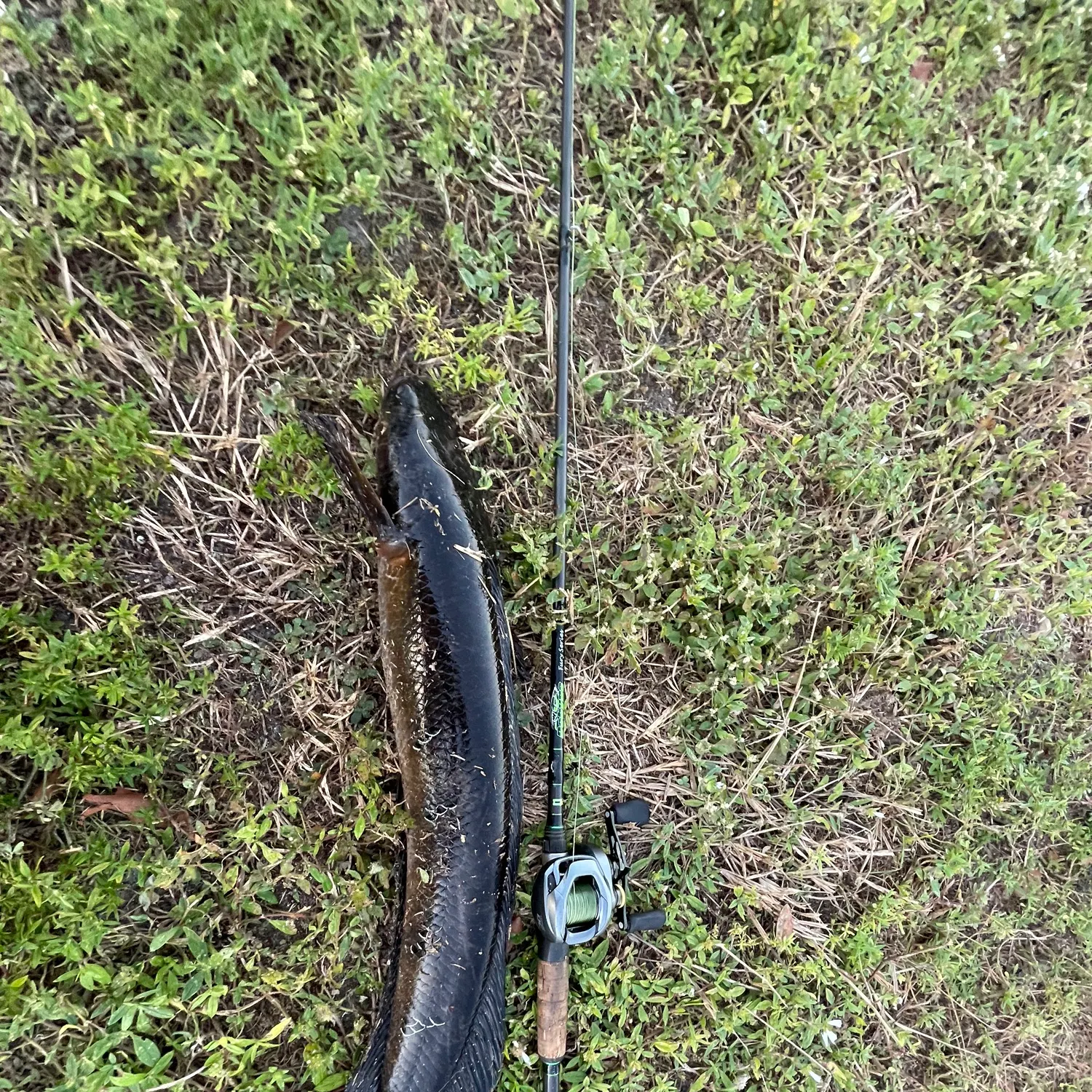The most recent Bullseye snakehead catches on Fishbrain
