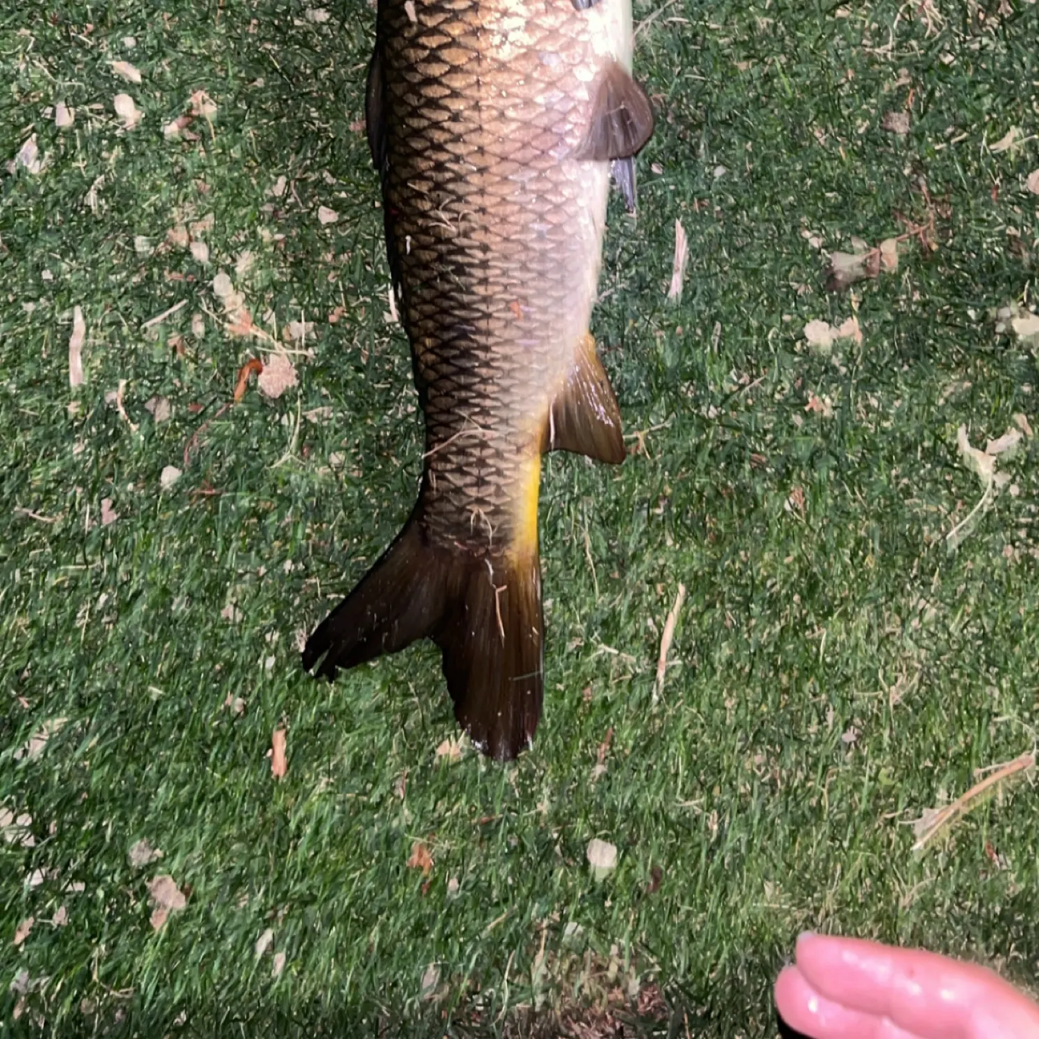 The most recent Common carp catches on Fishbrain