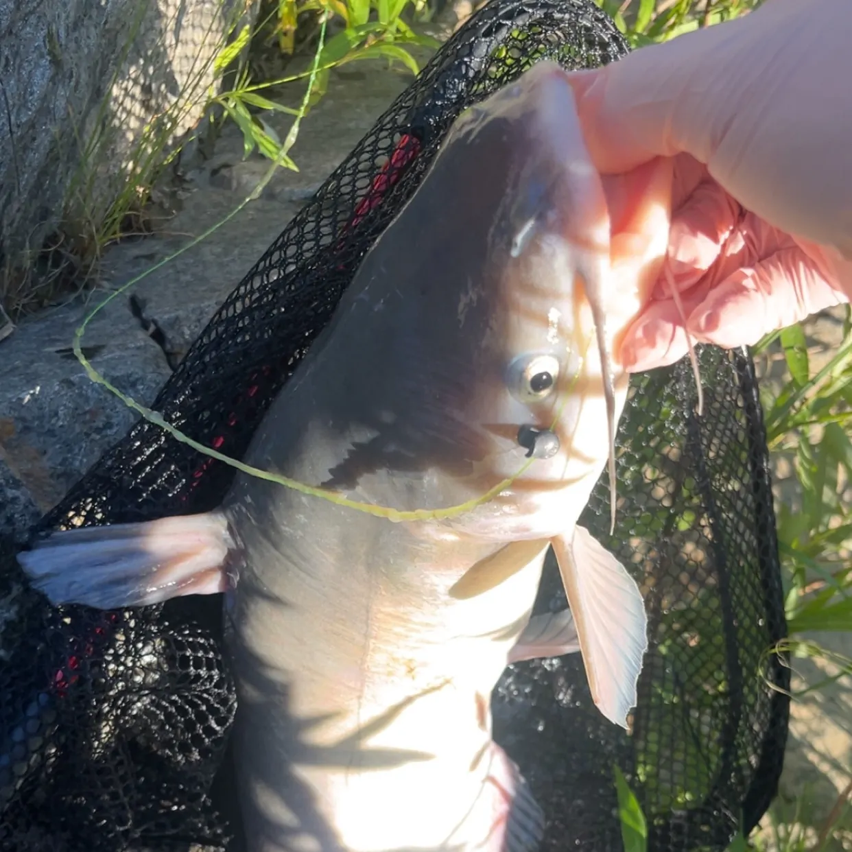 catch
