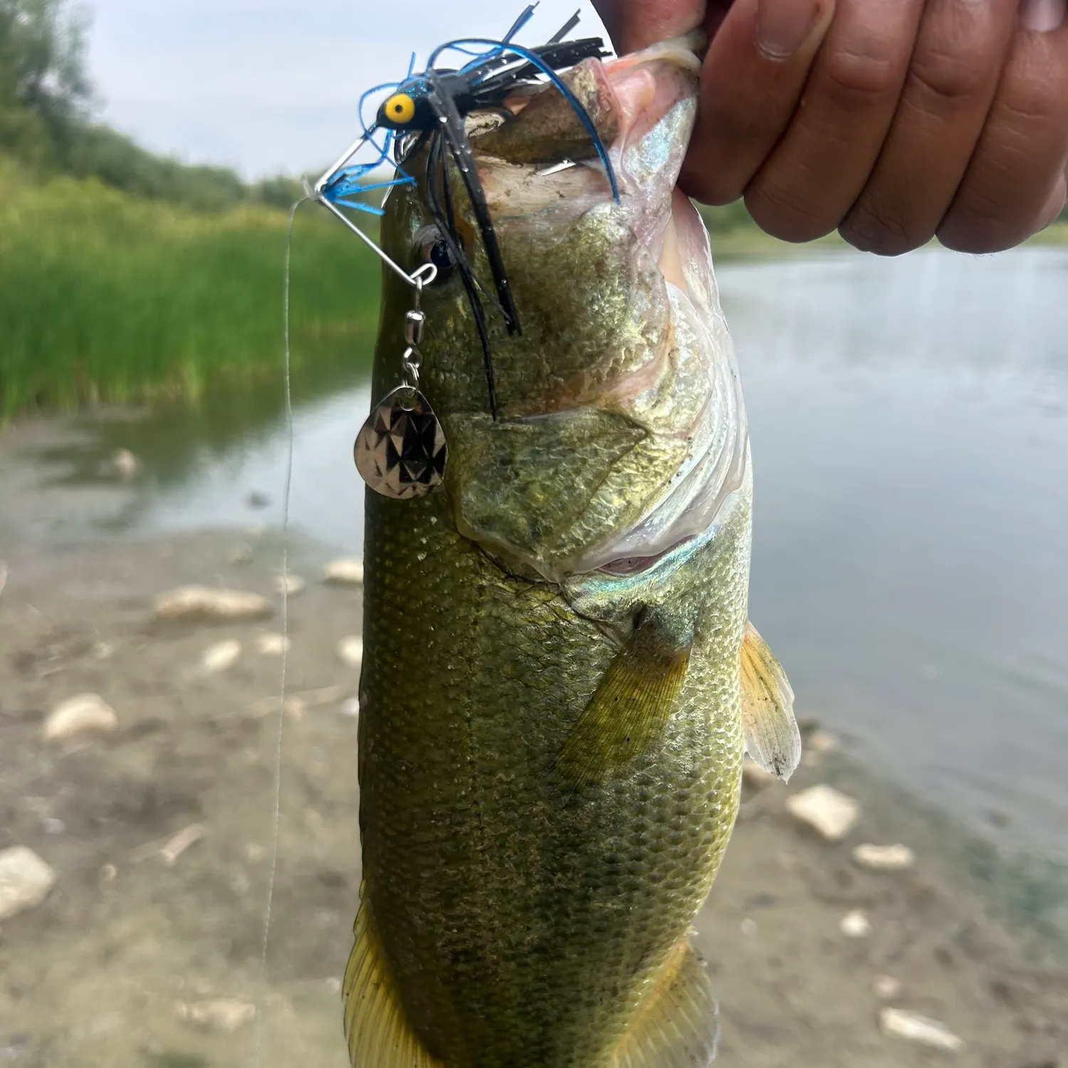 Largemouth bass caught on Fishbrain