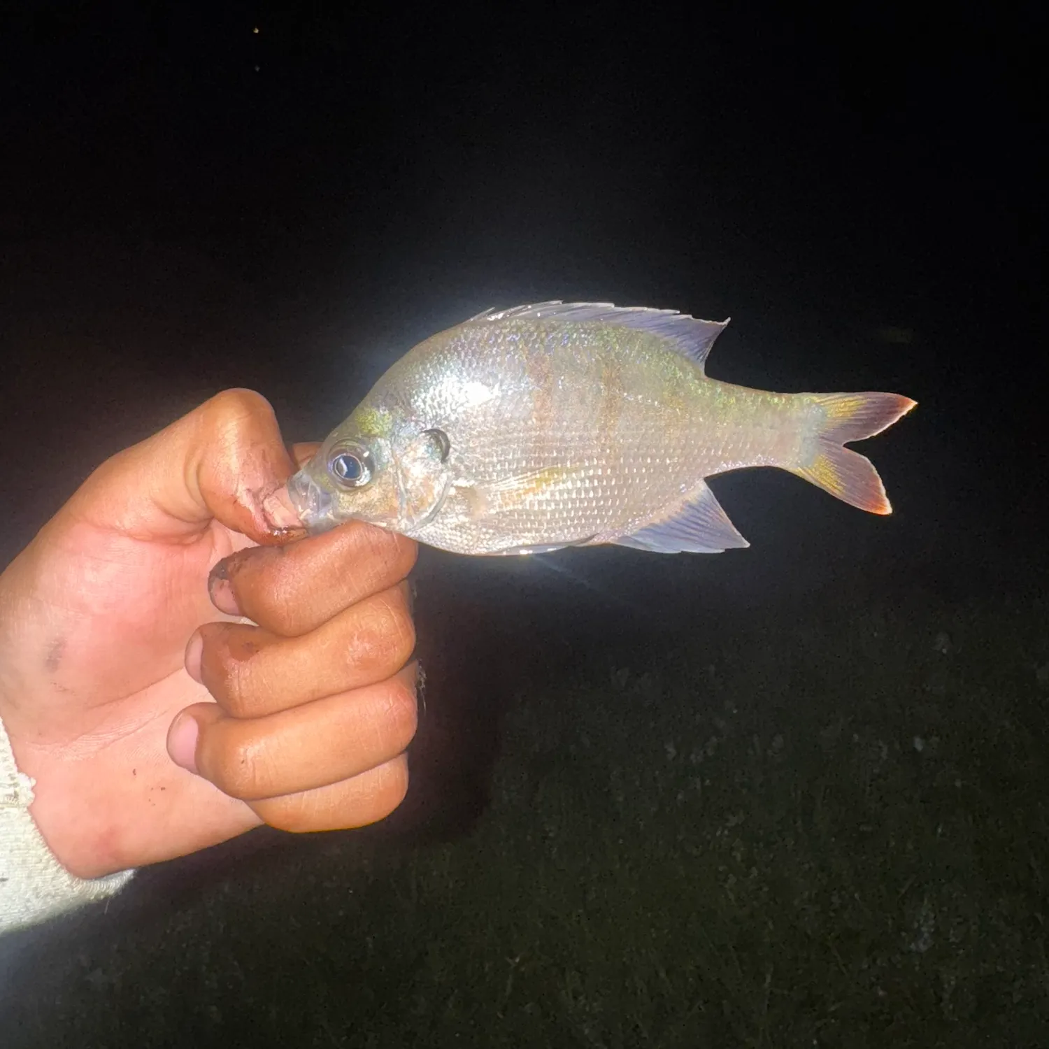 Bluegill caught on Fishbrain