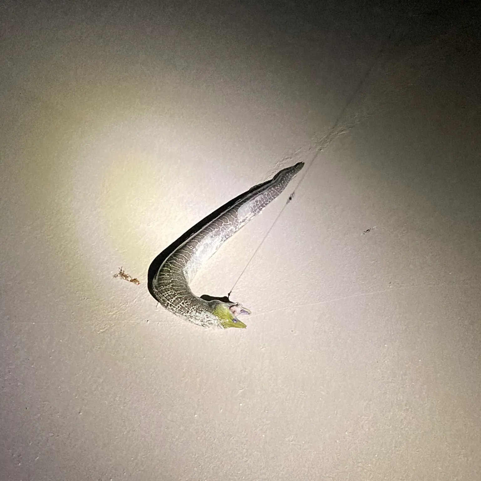 The most recent Leopard moray eel catches on Fishbrain