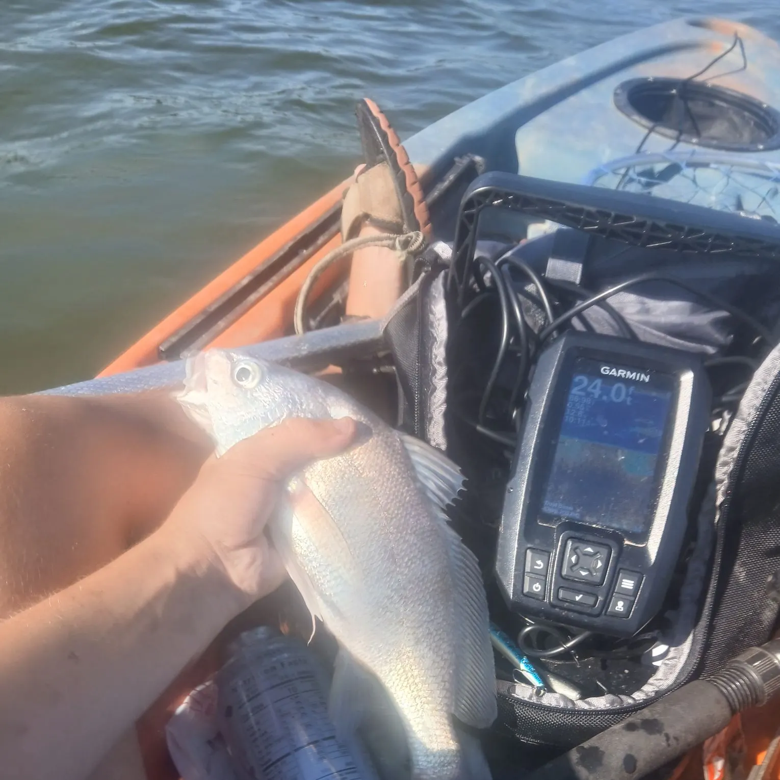 Freshwater drum caught on Fishbrain