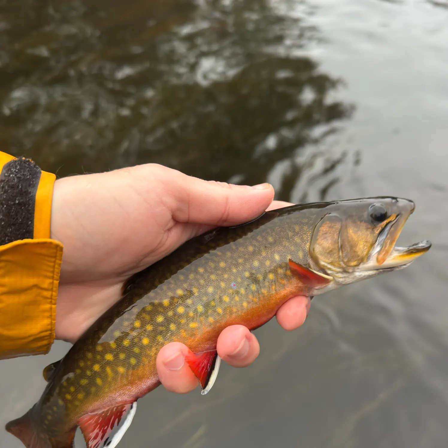 Brook trout caught on Fishbrain