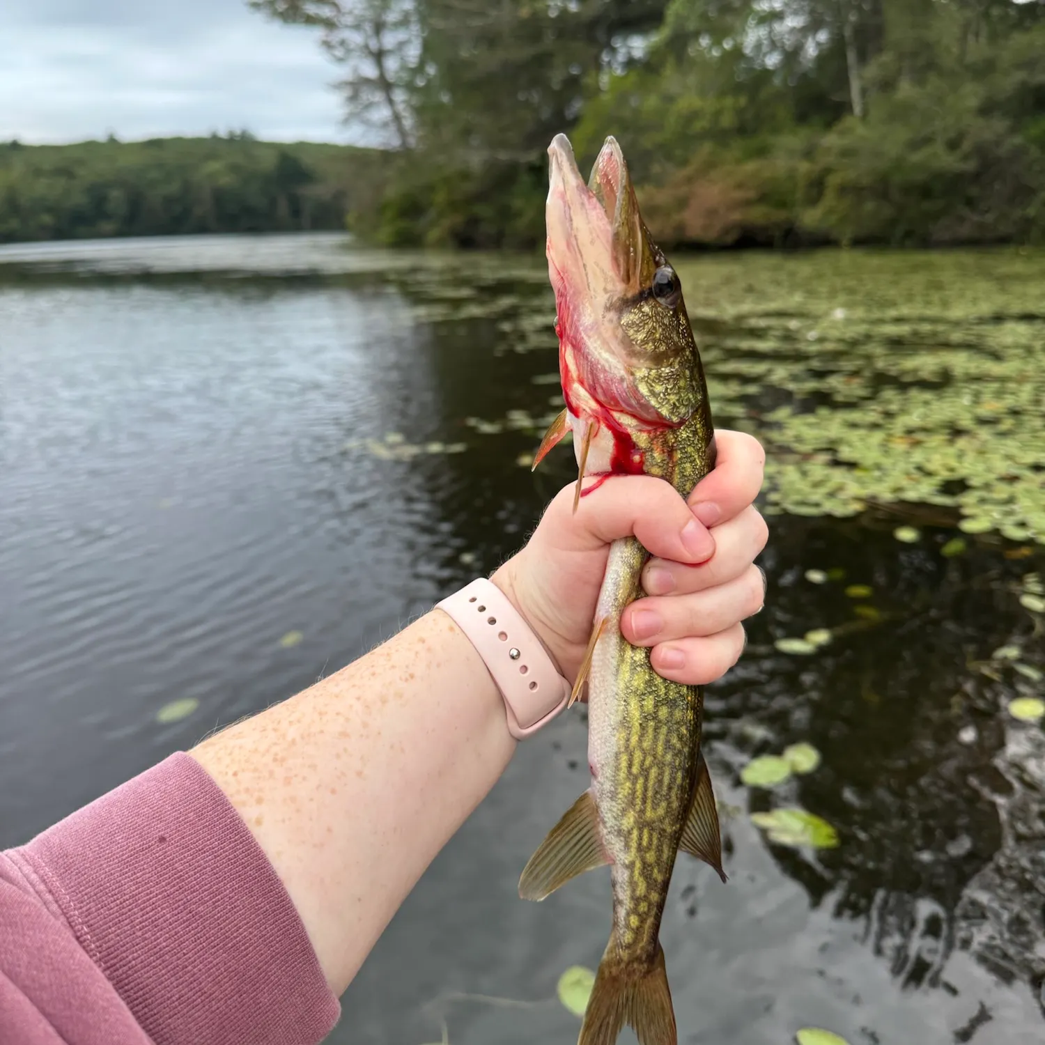 Chain pickerel caught on Fishbrain