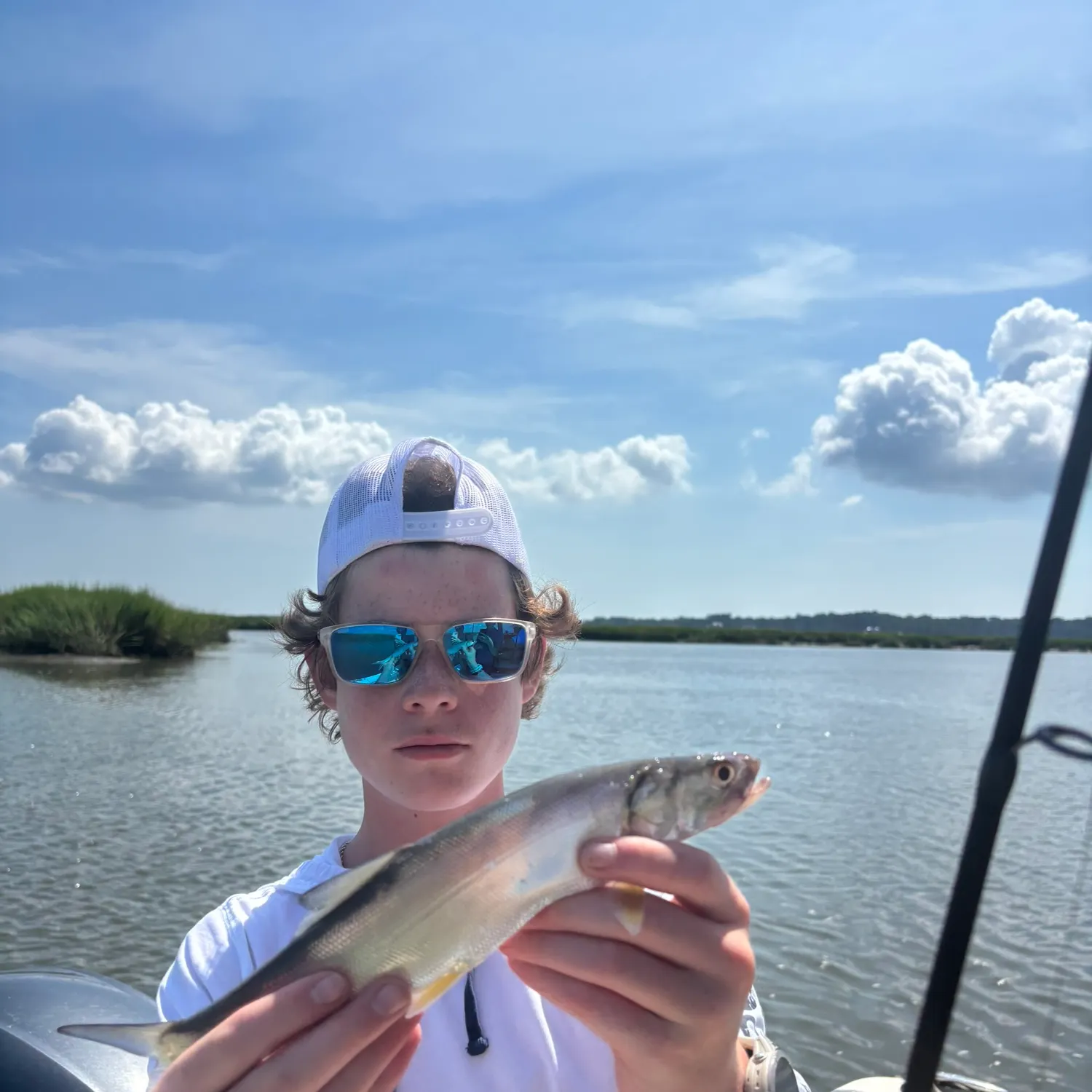 Atlantic herring caught on Fishbrain