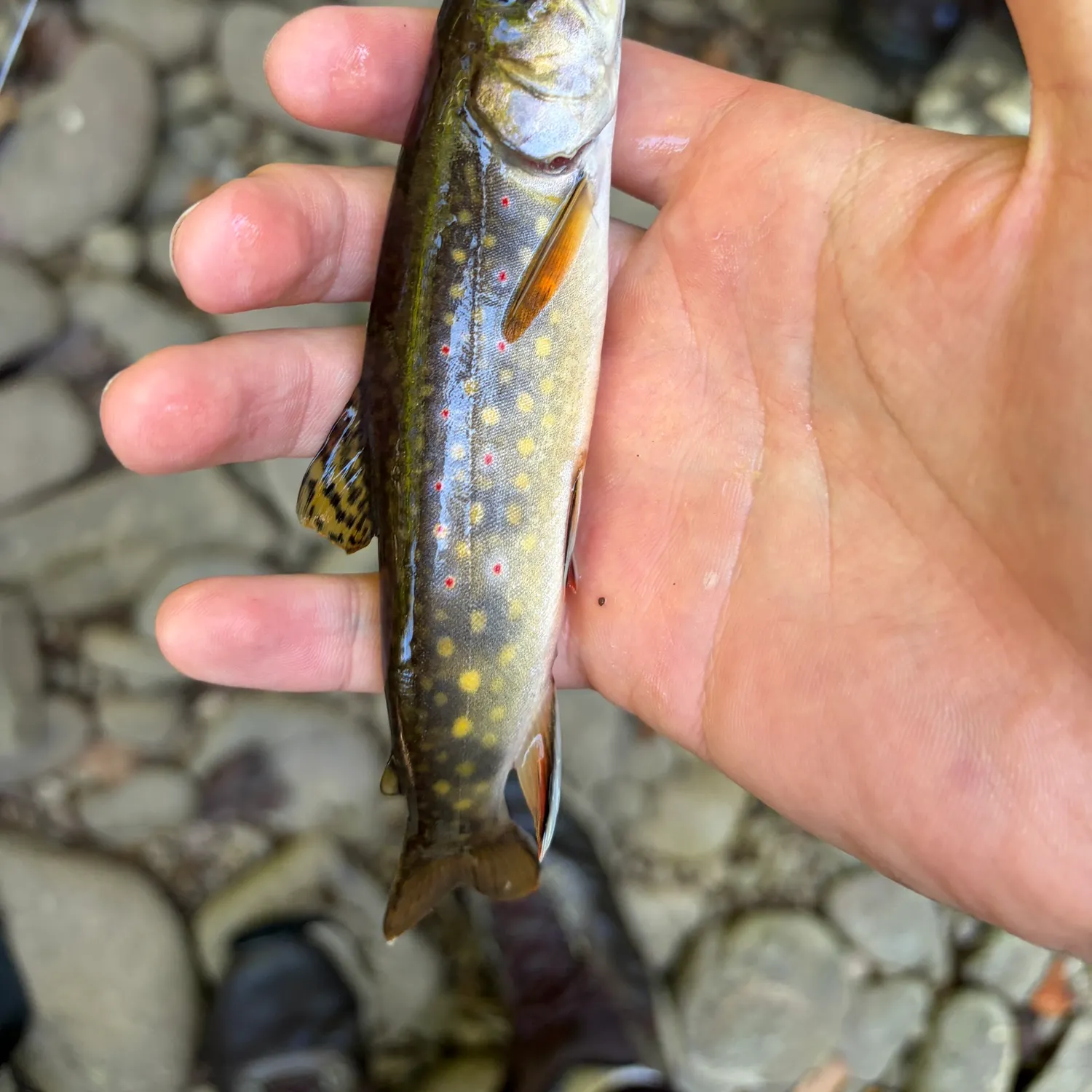 Brook trout caught on Fishbrain