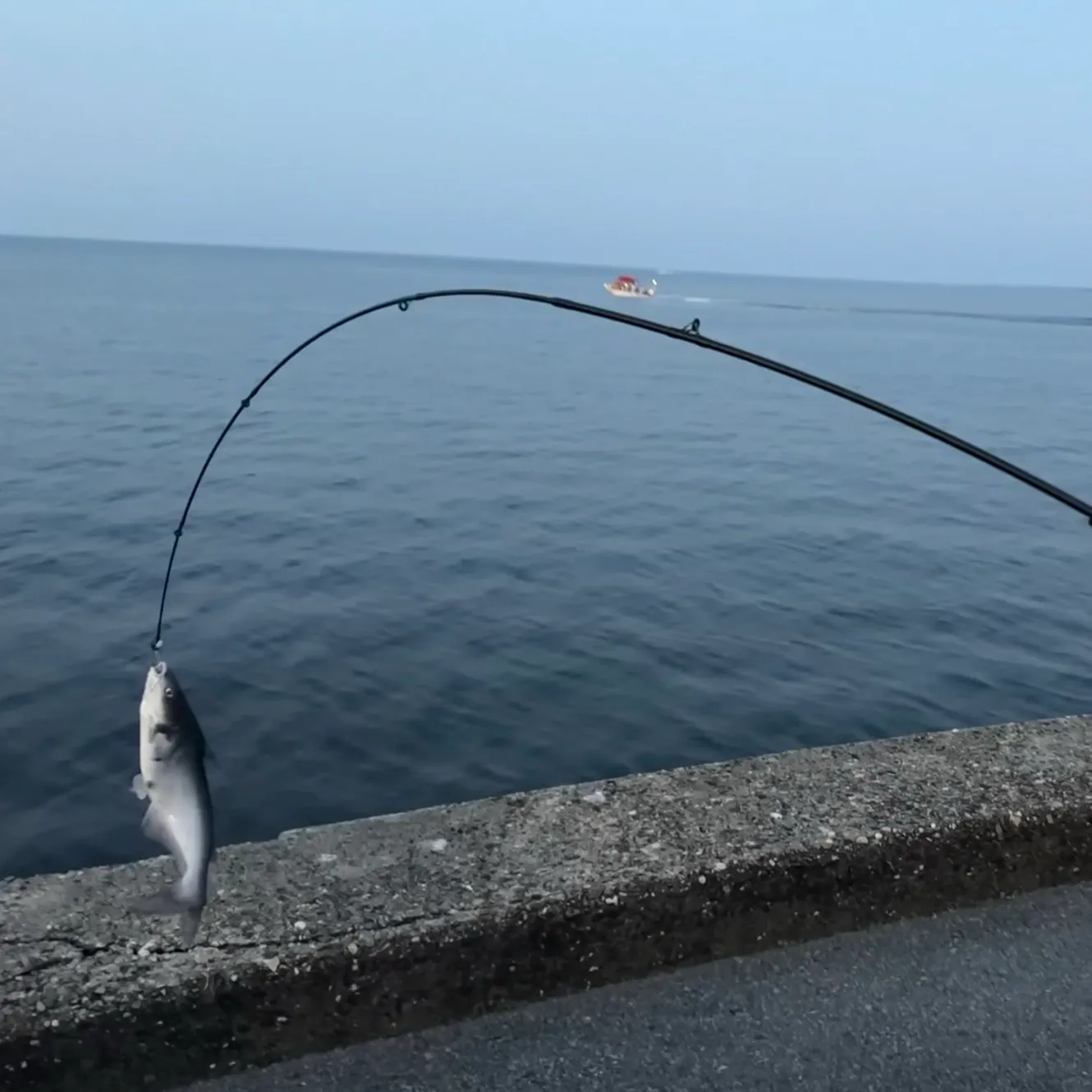Hardhead sea catfish caught on Fishbrain
