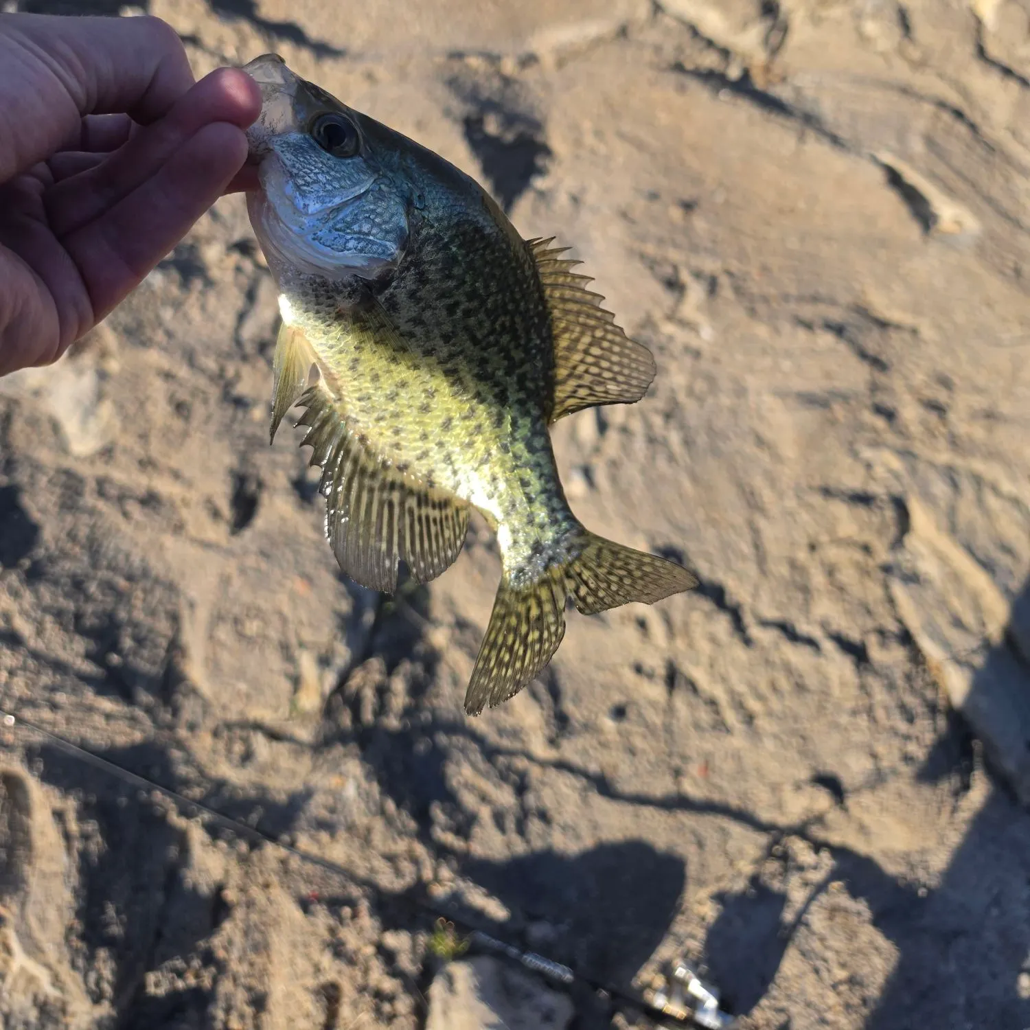 Black crappie caught on Fishbrain