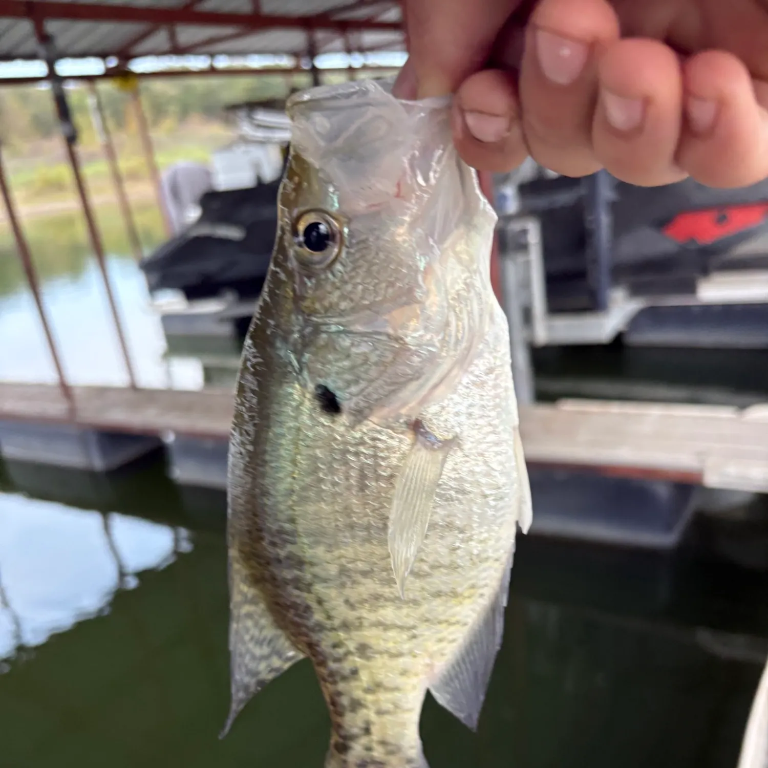 White crappie caught on Fishbrain