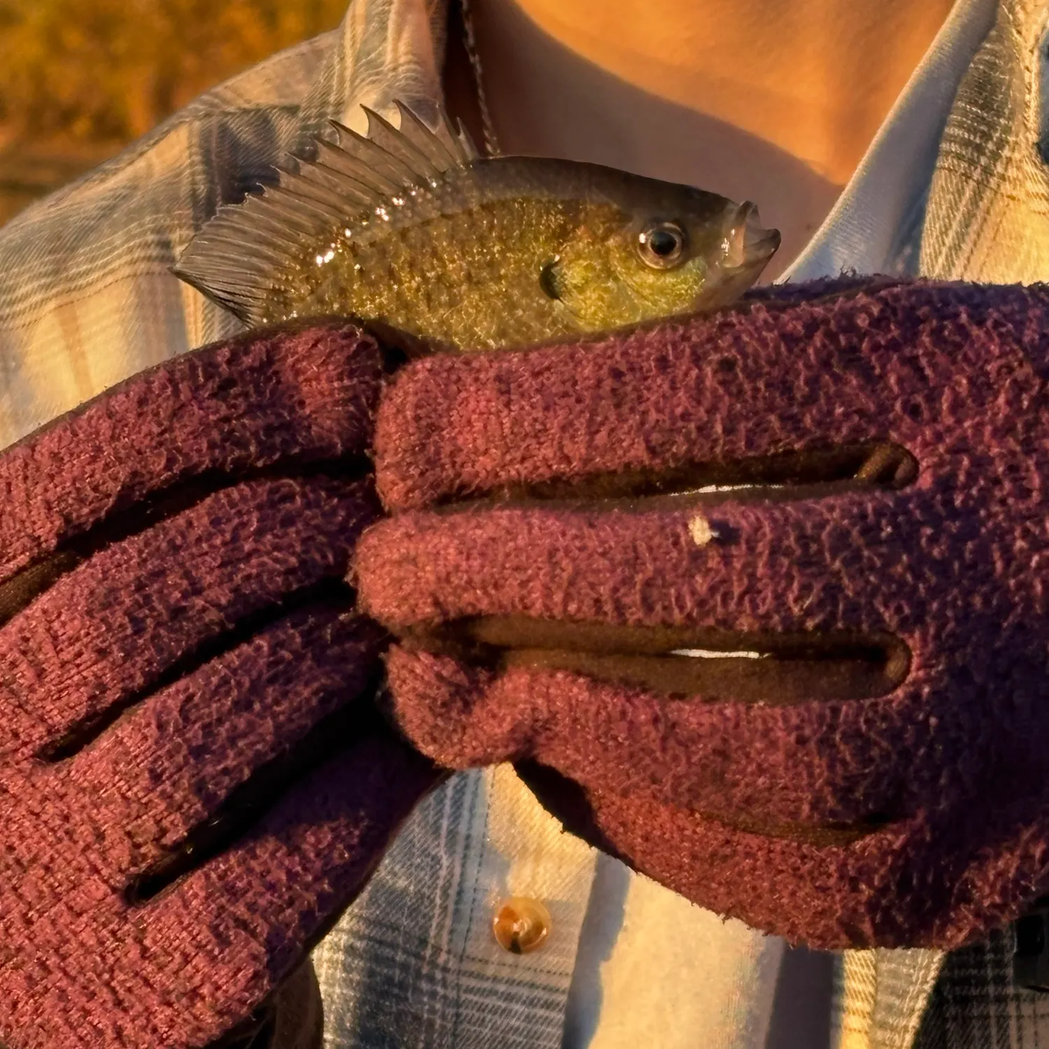 Bluegill caught on Fishbrain