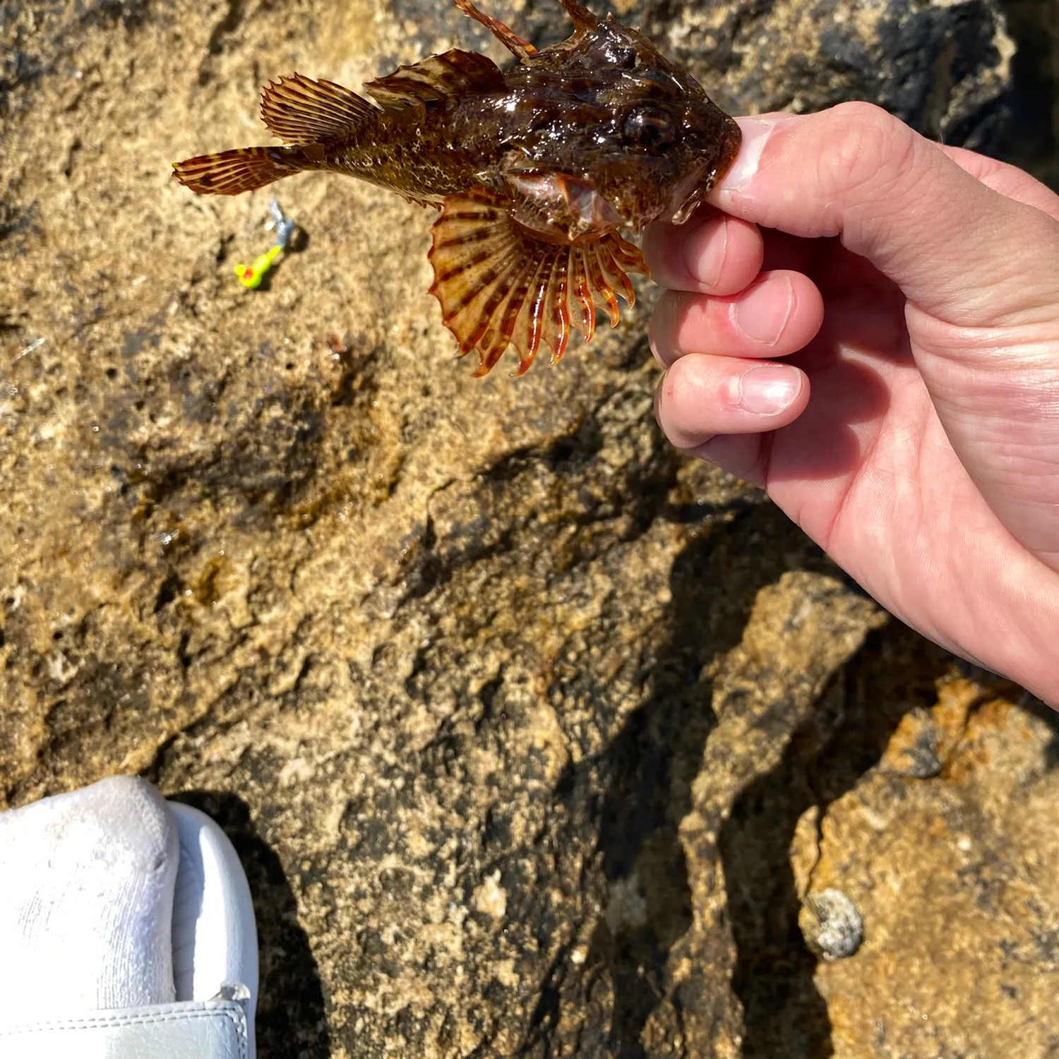 The most recent Longspined bullhead catches on Fishbrain