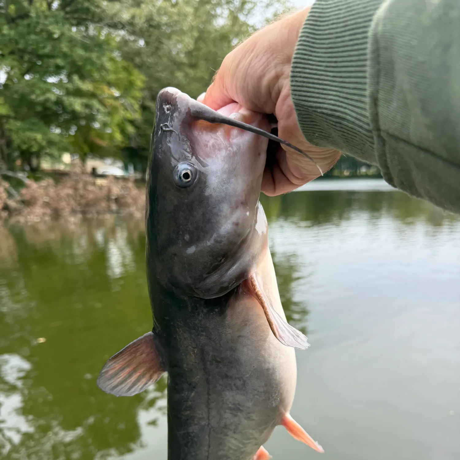 White bullhead caught on Fishbrain