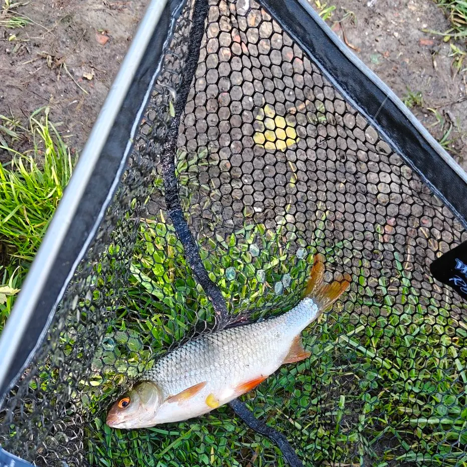 Common roach caught on Fishbrain