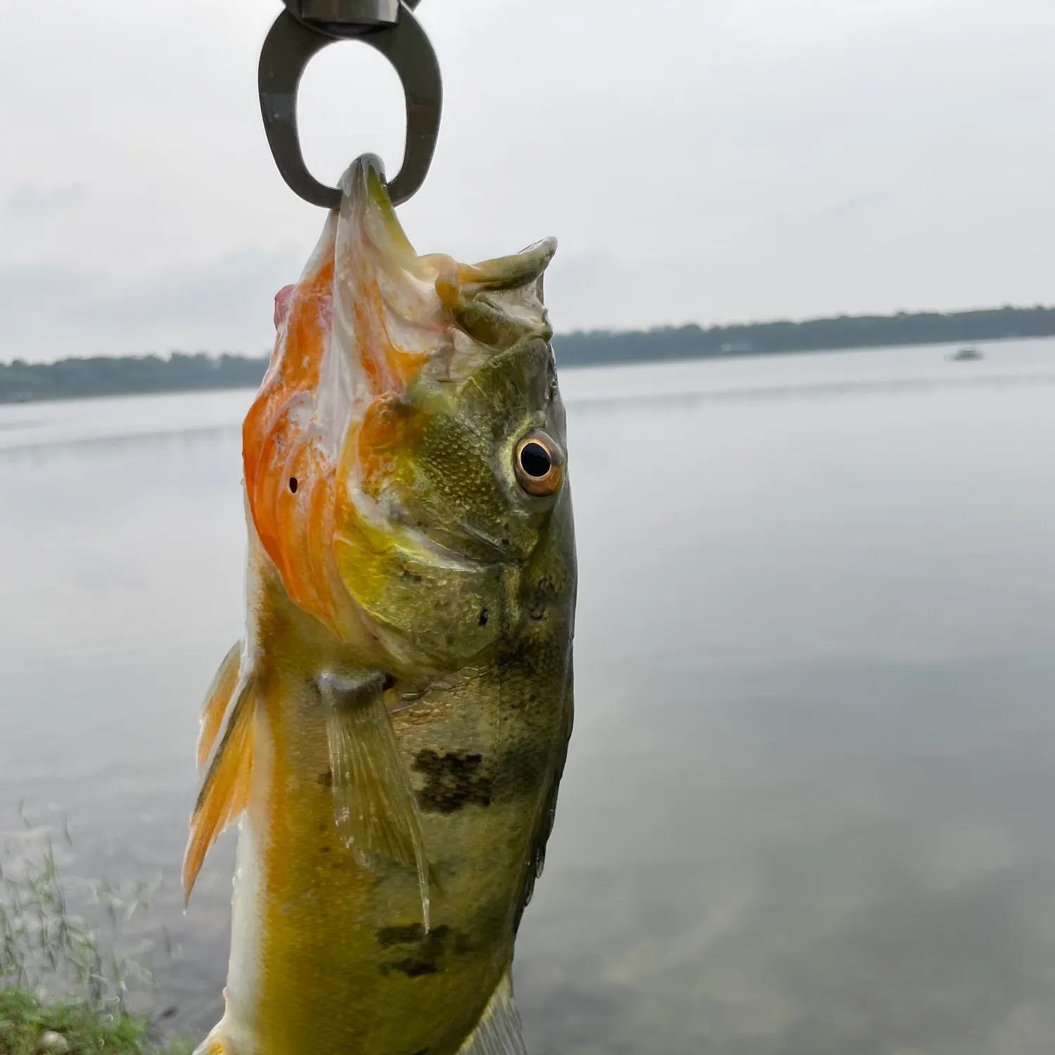 Butterfly peacock bass caught on Fishbrain