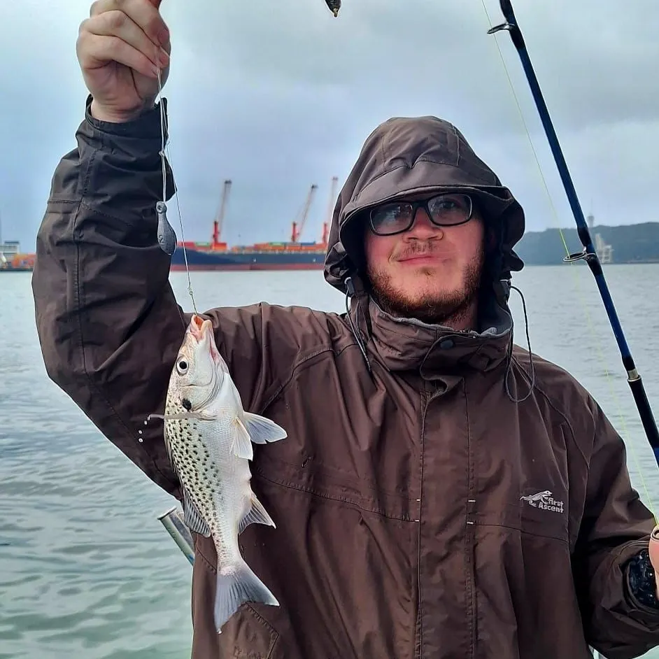 The most recent Smallspotted grunter catches on Fishbrain