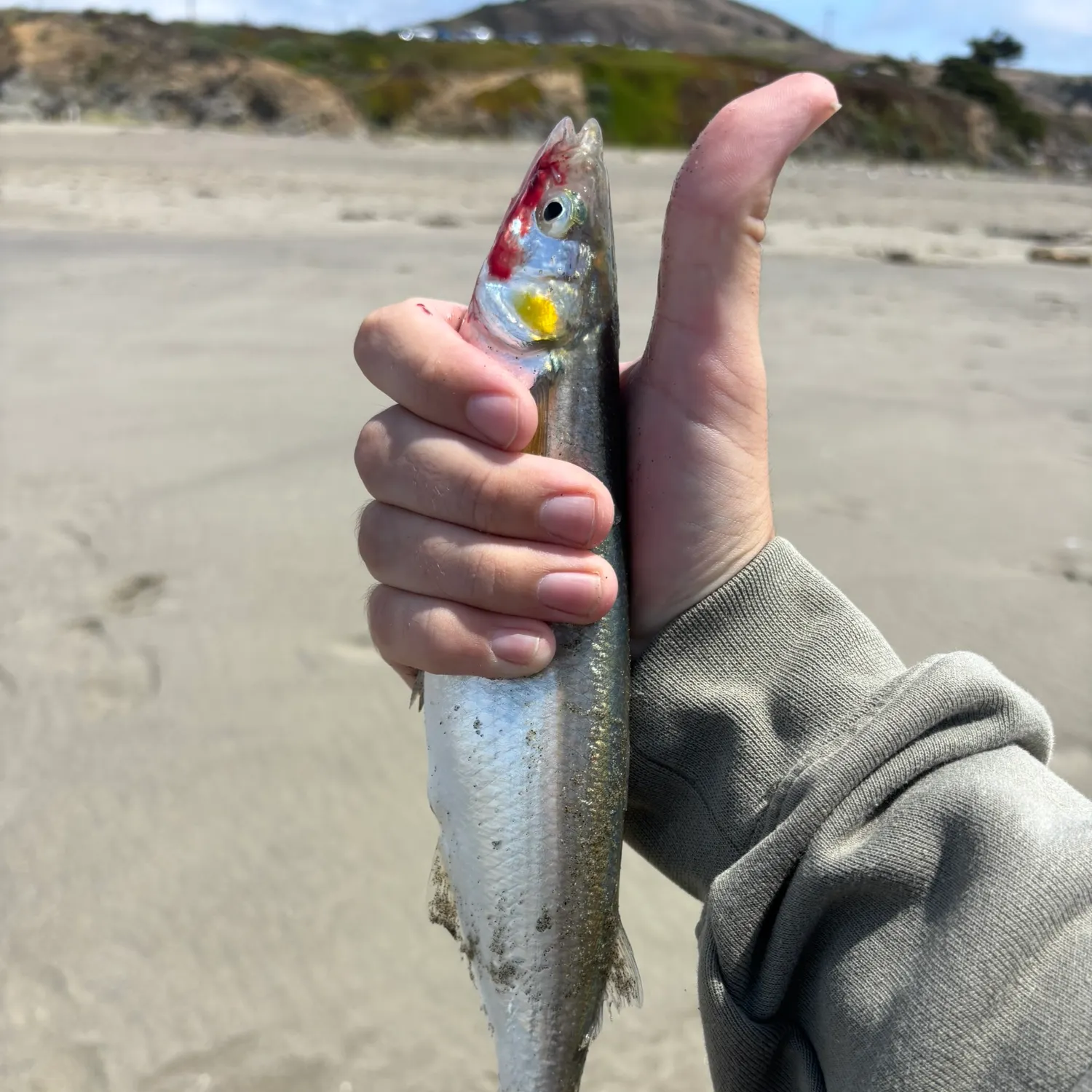 Surf smelt caught on Fishbrain