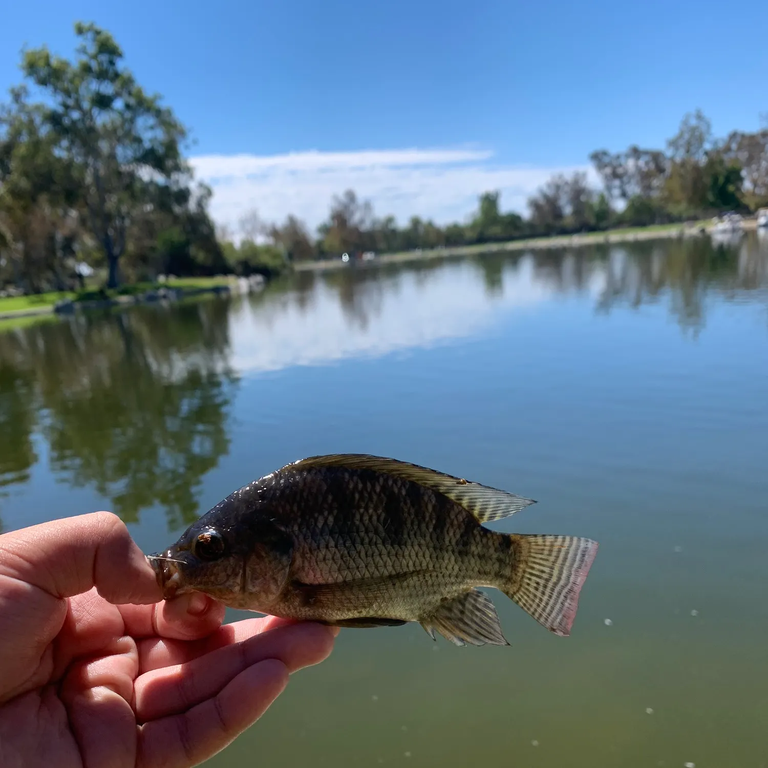 Blue tilapia caught on Fishbrain