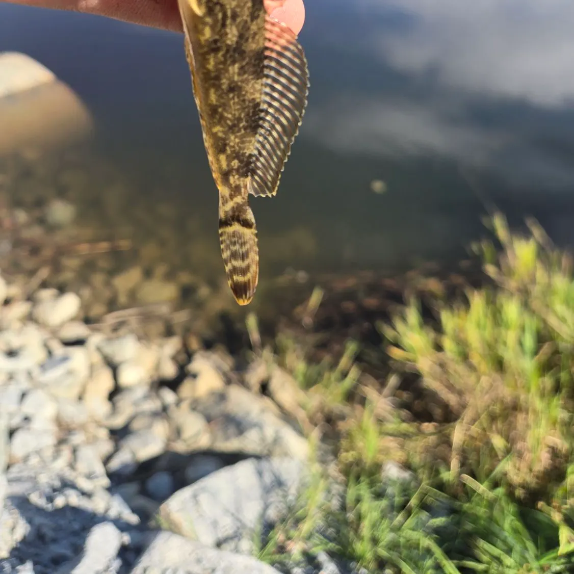 Shorthorn sculpin caught on Fishbrain