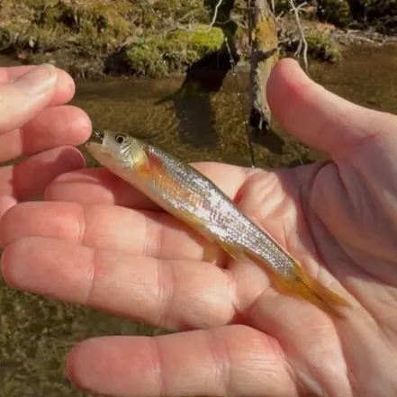 The most recent Rosyside dace catches on Fishbrain