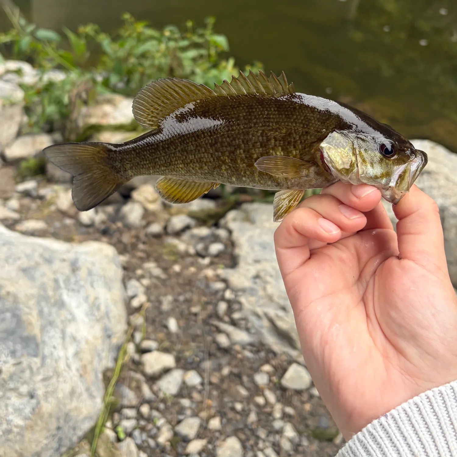 Smallmouth bass caught on Fishbrain