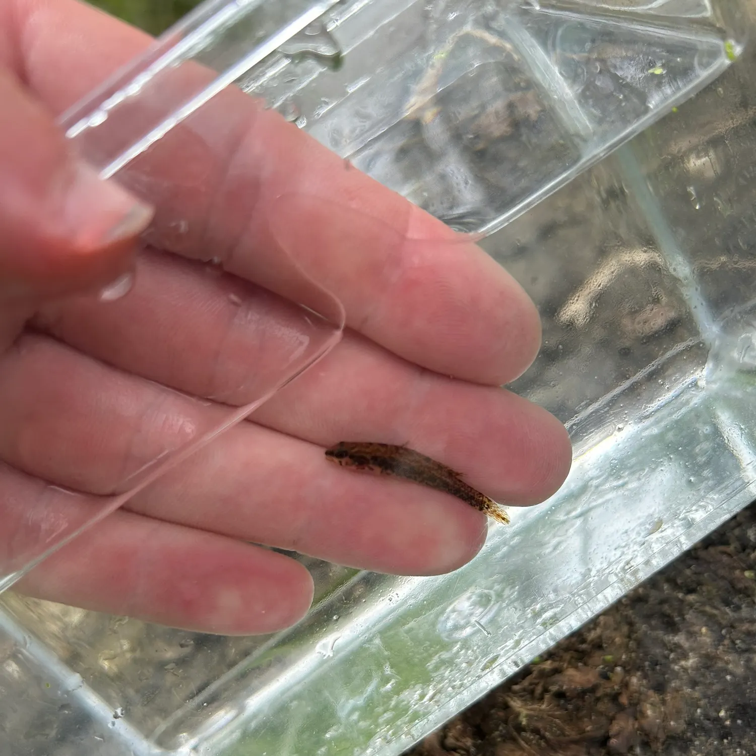 The most recent Swamp darter catches on Fishbrain