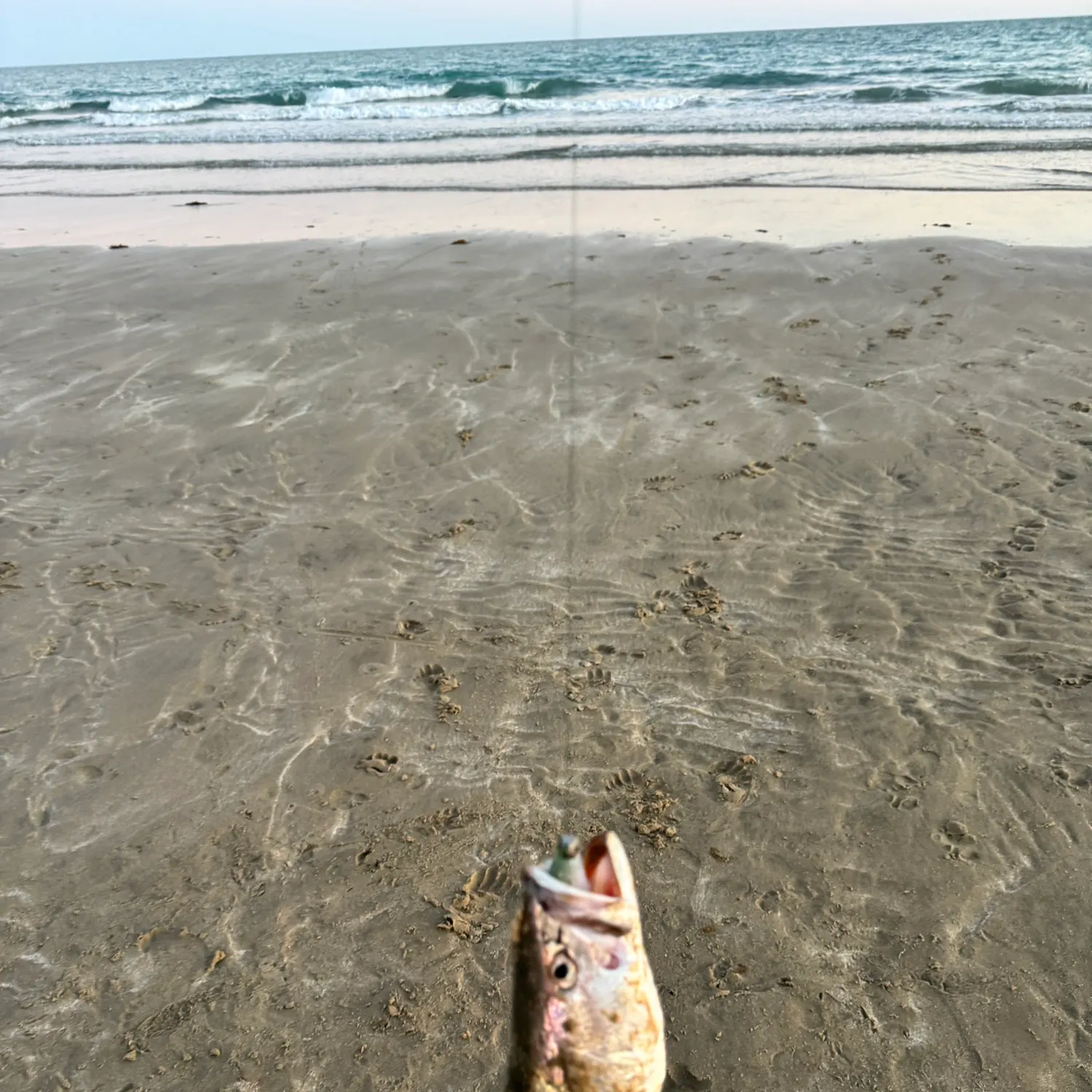 The most recent Shortfin corvina catches on Fishbrain