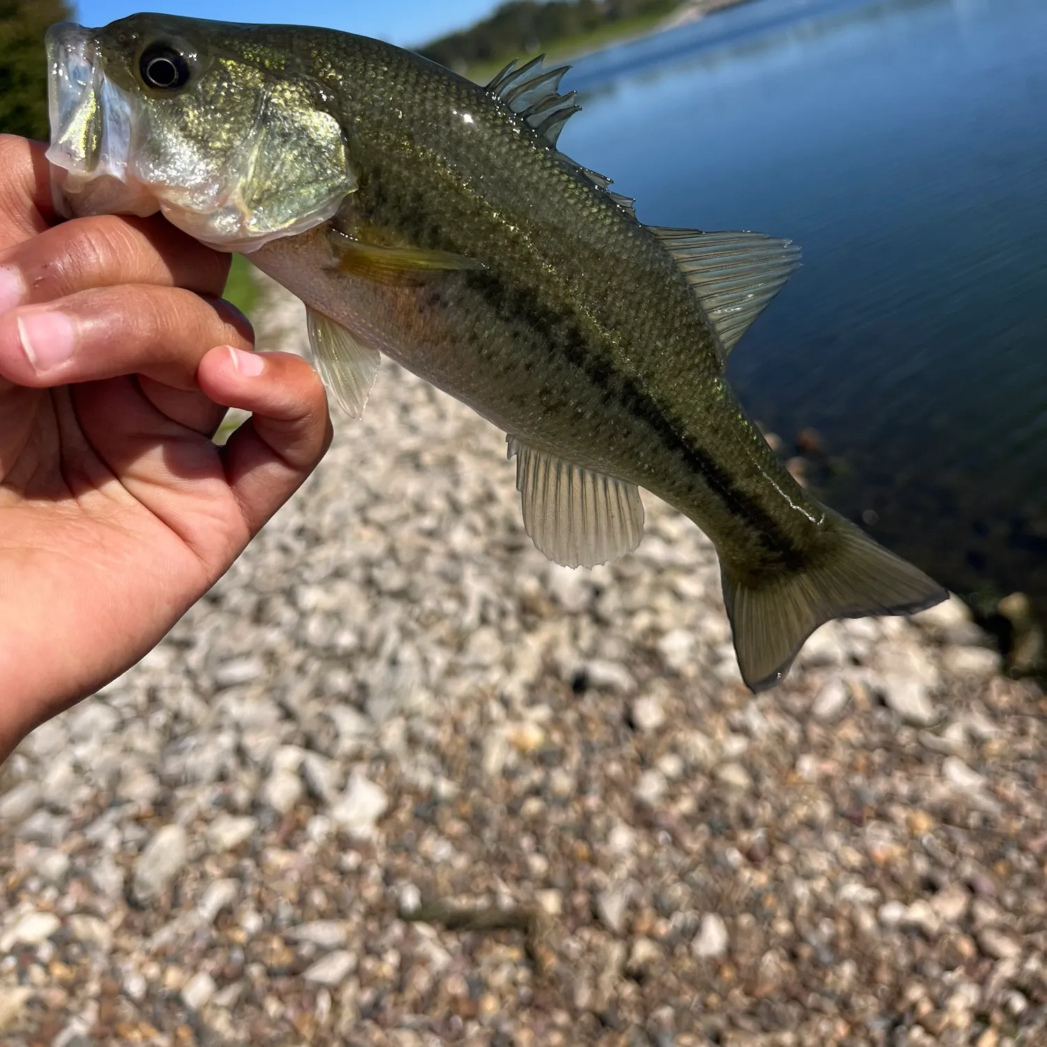Largemouth bass caught on Fishbrain