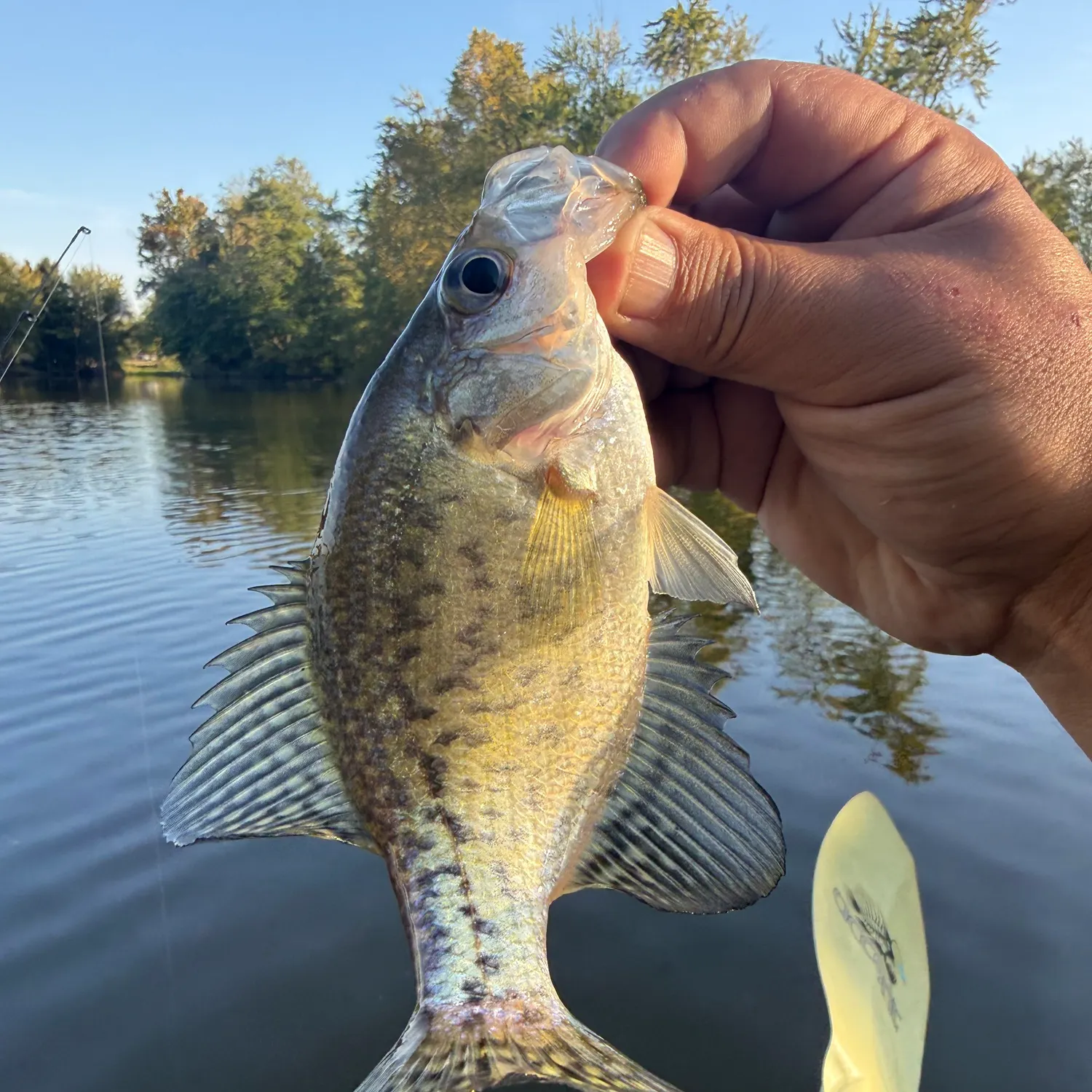 Black crappie caught on Fishbrain