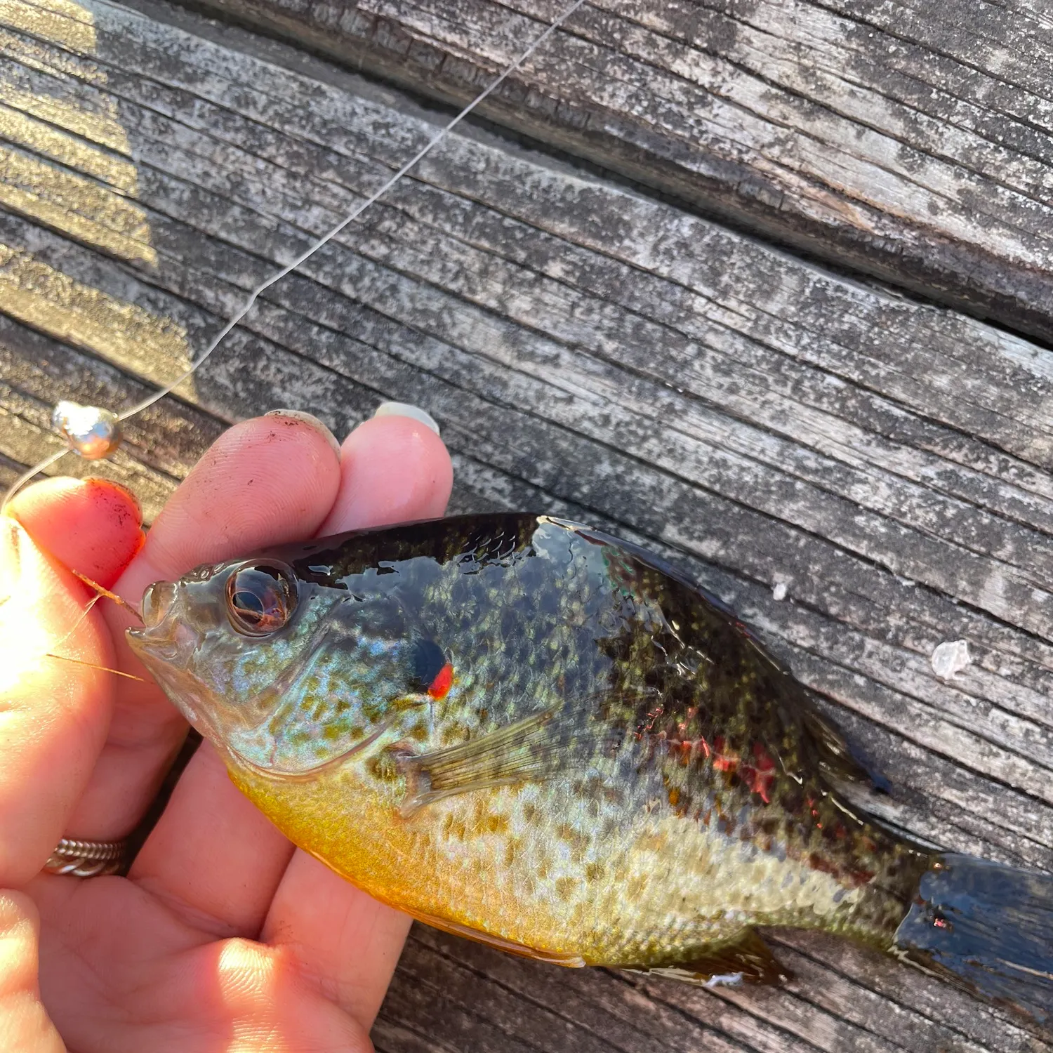 recently logged catches