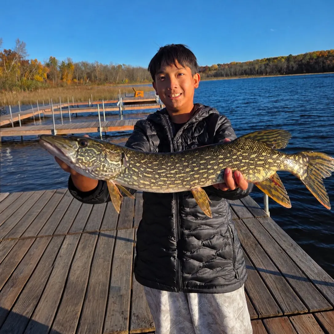 Northern pike caught on Fishbrain