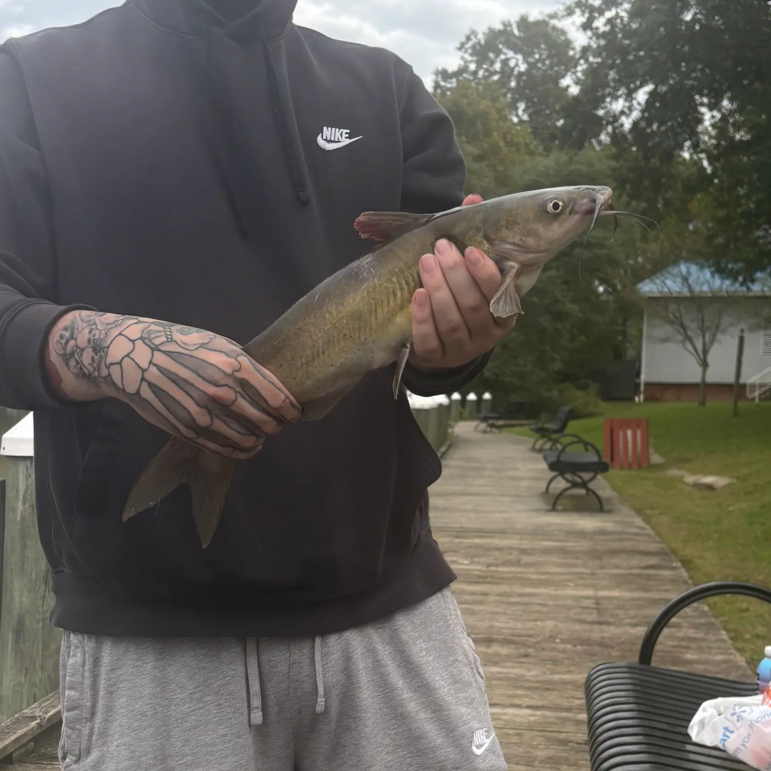Channel catfish caught on Fishbrain